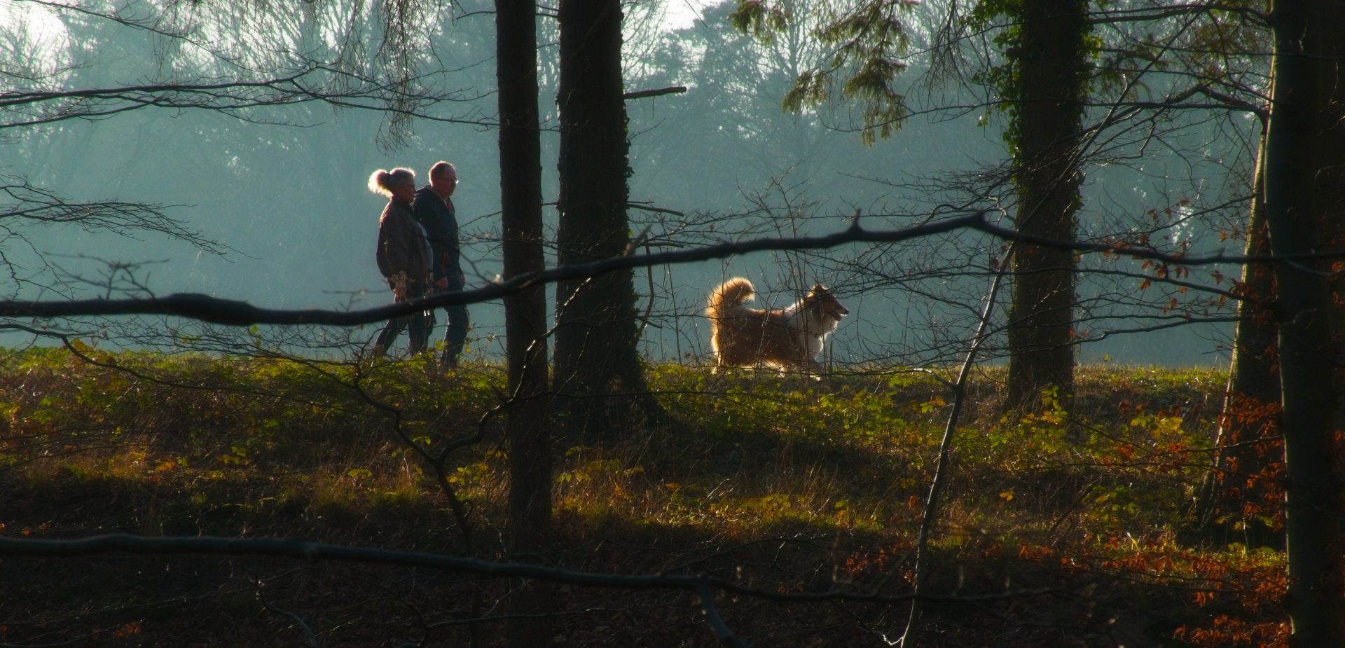 Afternoon walk in the wood