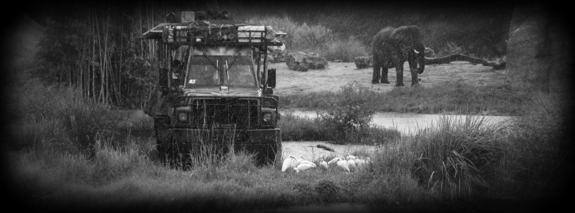 On Safari