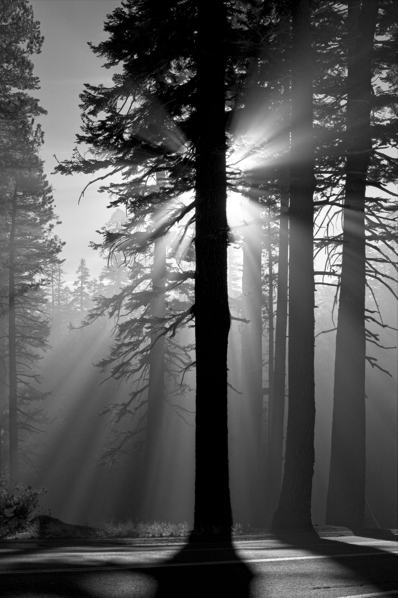 Of Sun, Fog and Ponderosas Pine