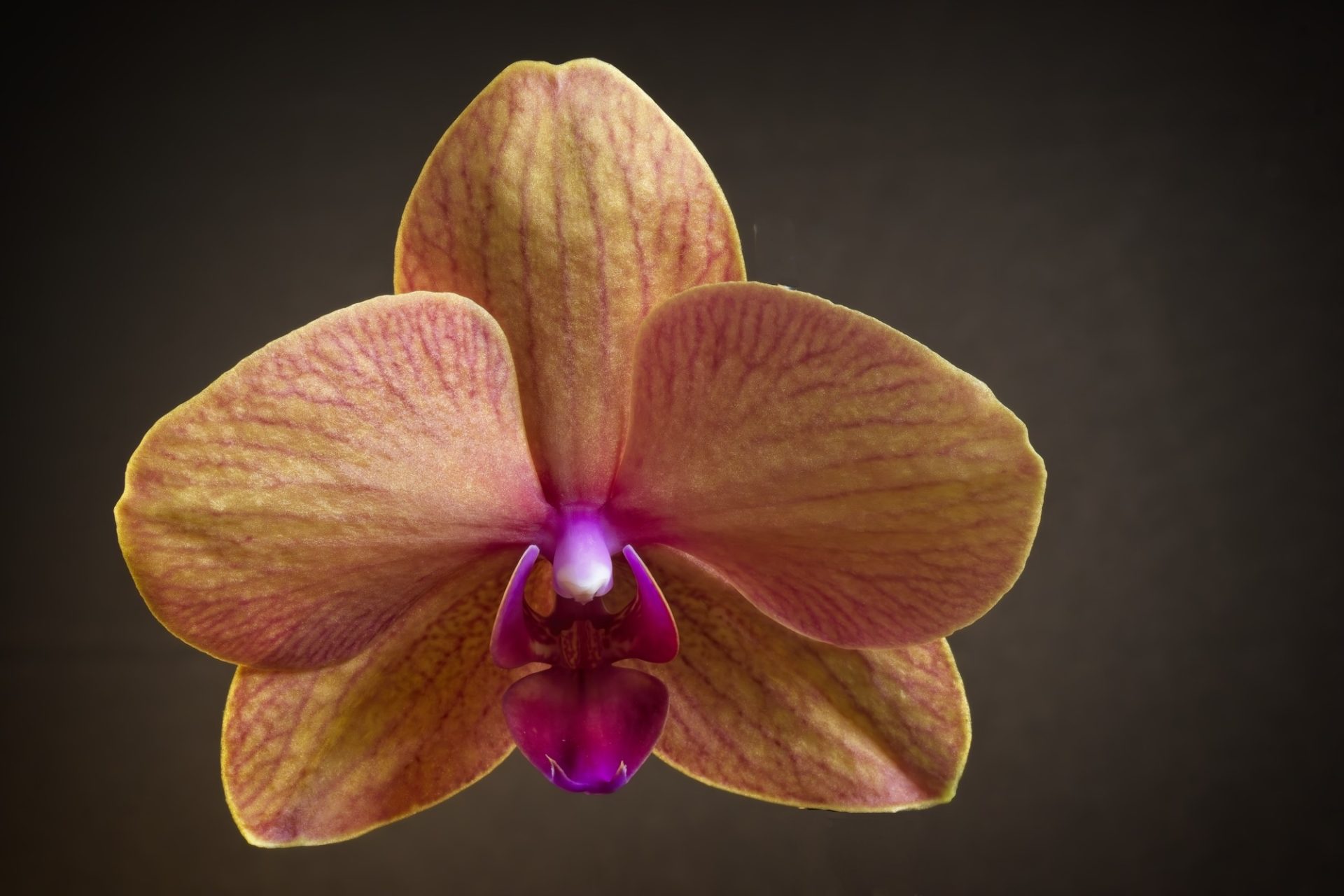 A friend’s orchid