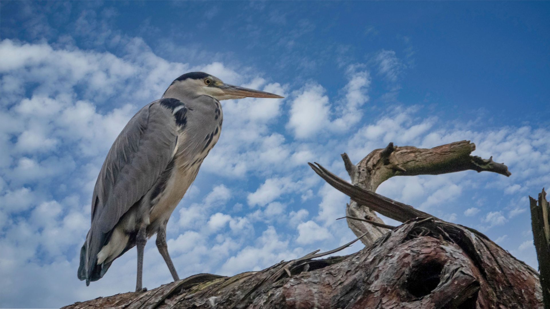 Cormorant.