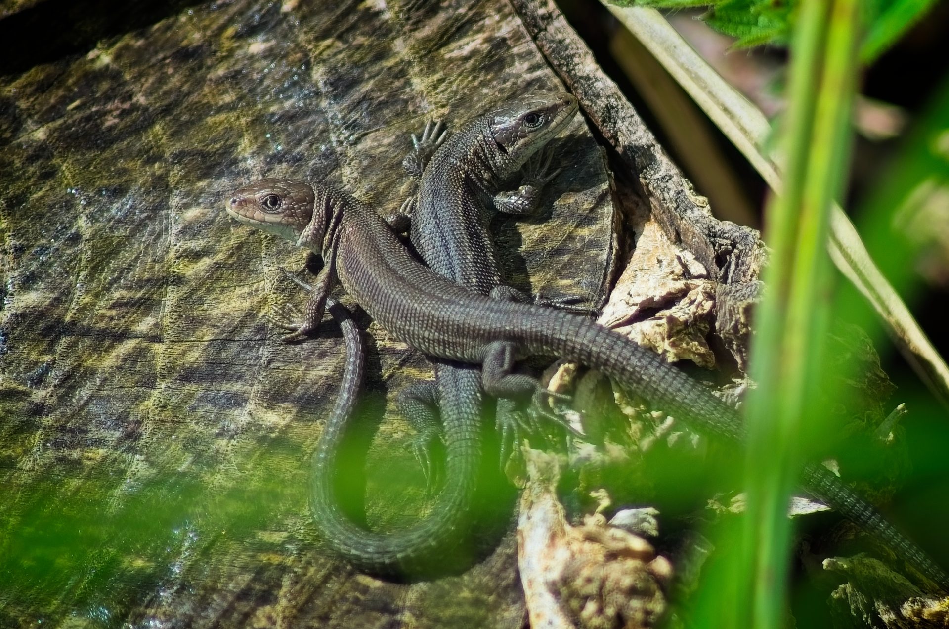 Two little baby lizards are enjoying the sun on a tree stump