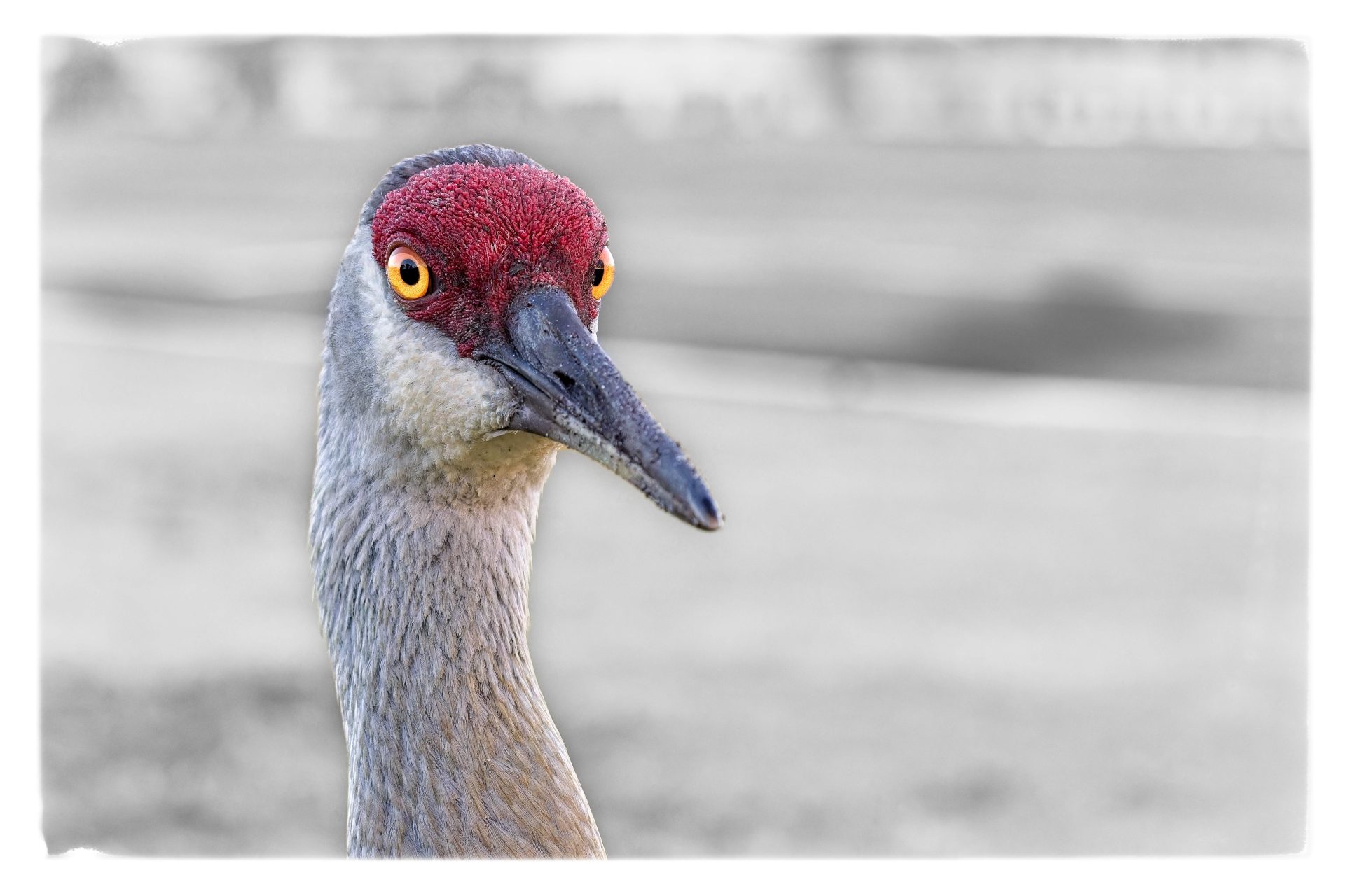 What Are You Looking At?