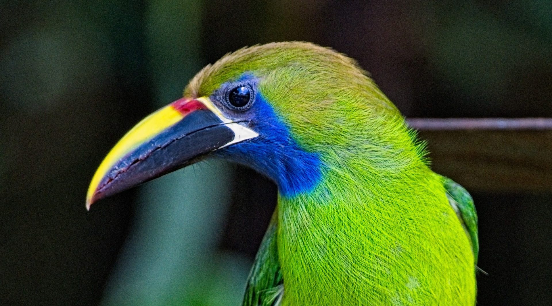 Costa Rica Bird