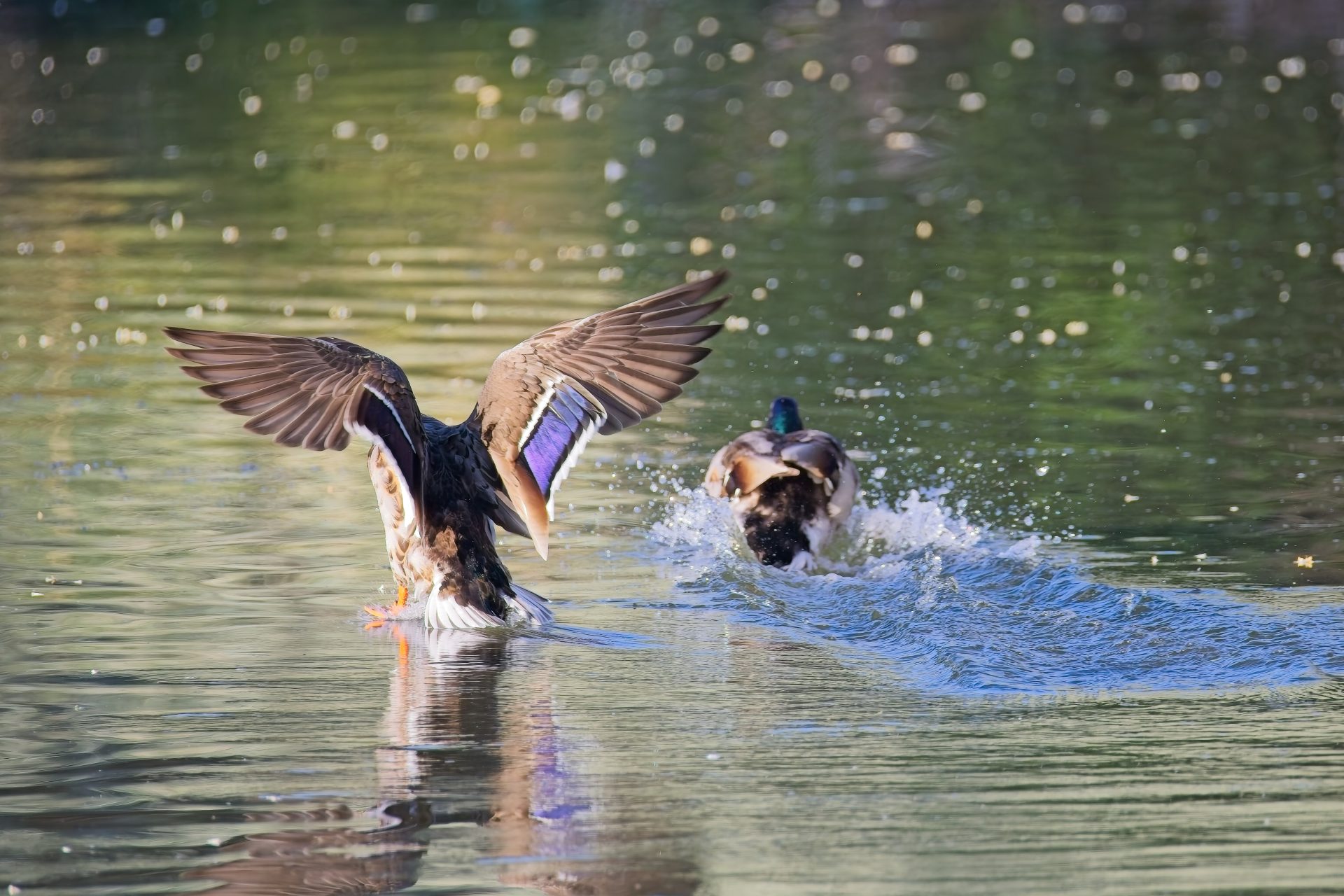 Coming in Hot!