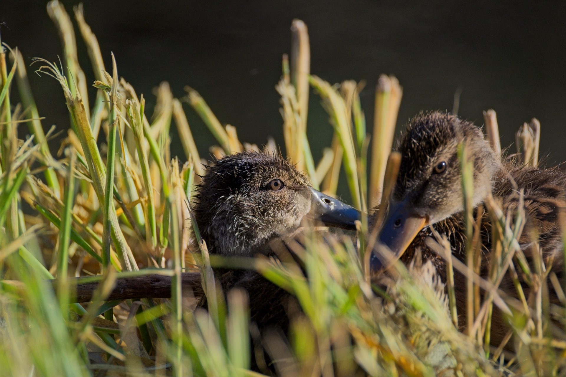 Baby Ducklings