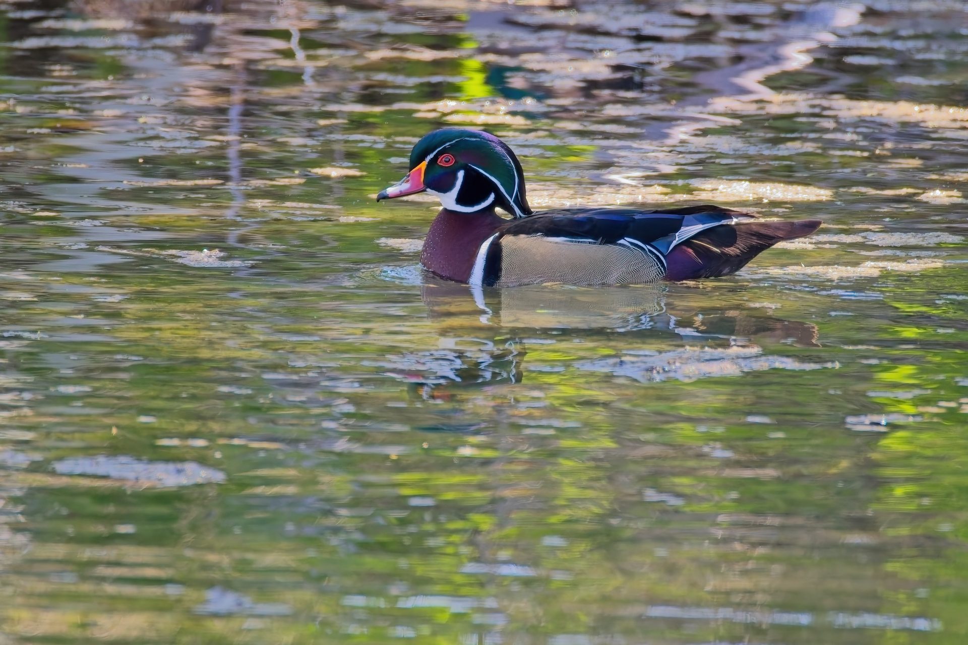 Wood Duck on the Pond