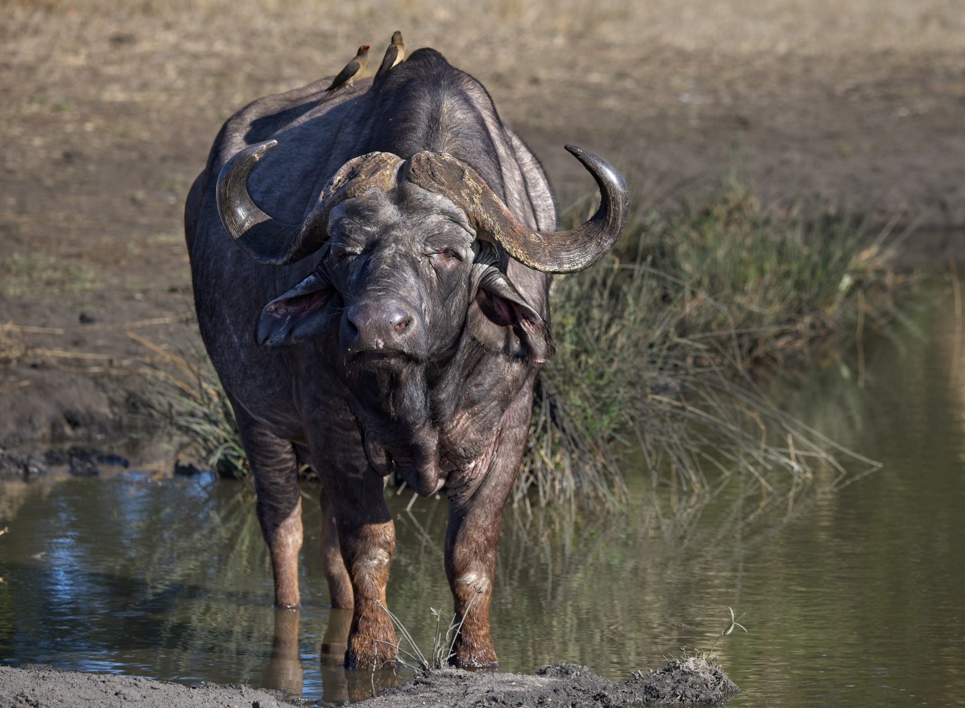 Safari Sabi Sands 2024