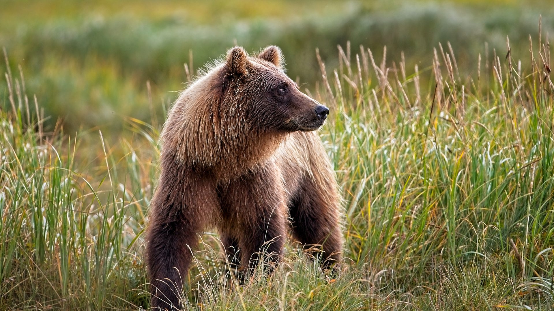 Young Grizzly Sow and Golden Grasses – Near Kukak Bay, Katma