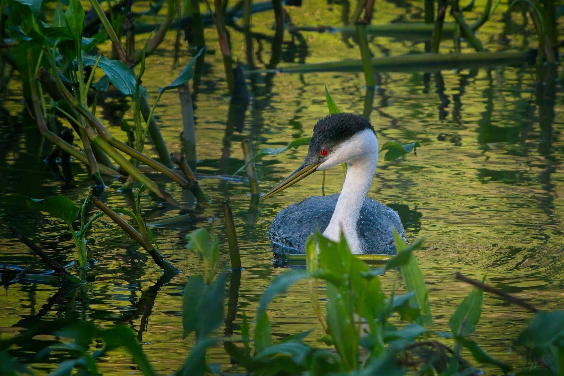Grebe on Golden Pond