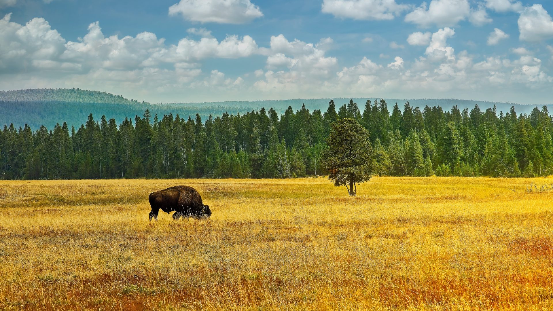 The 2 Solitary Yellowstone Sentinels