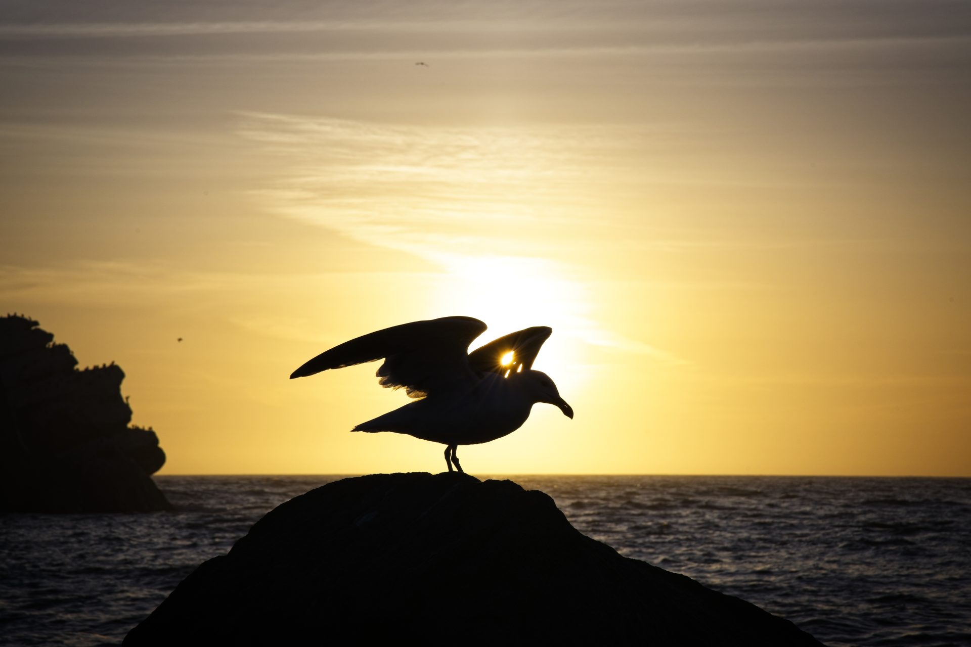 Seagull’s Wings