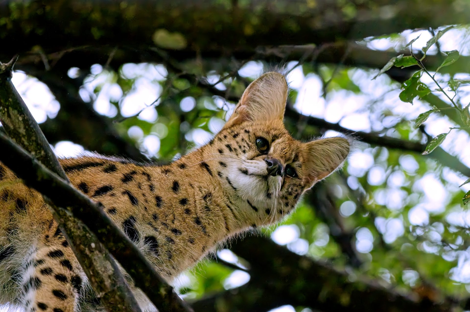 Serval Wildcat in South Africa