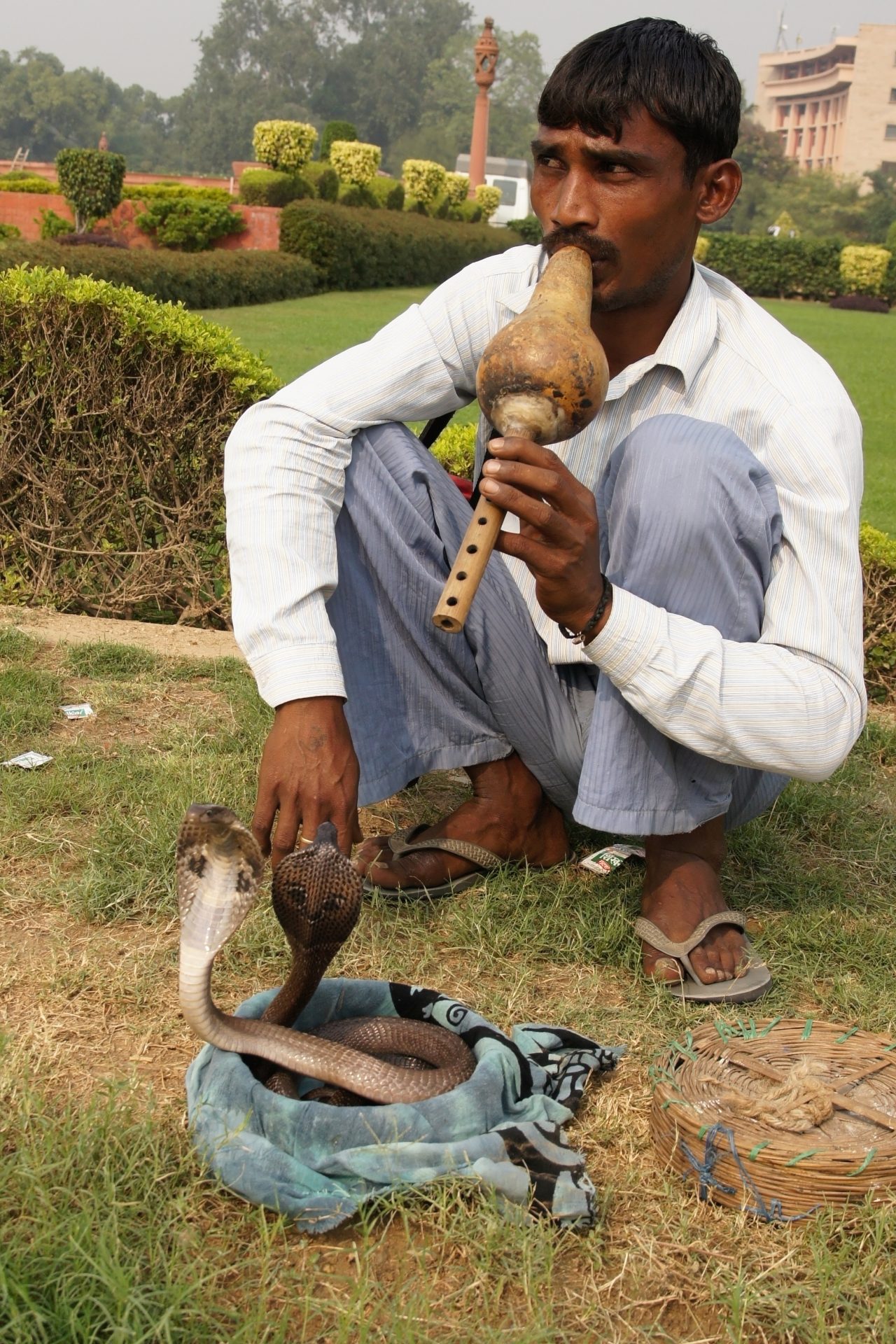 Snake Charmer
