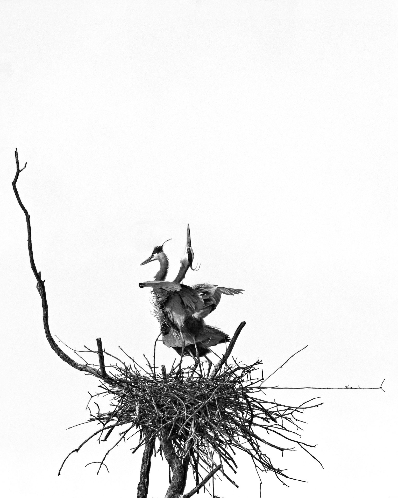 Great Blue Herons, Wisconsin
