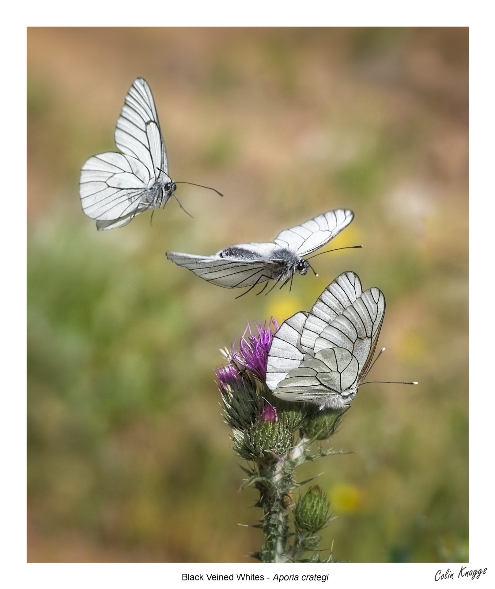 Black Veined Whites