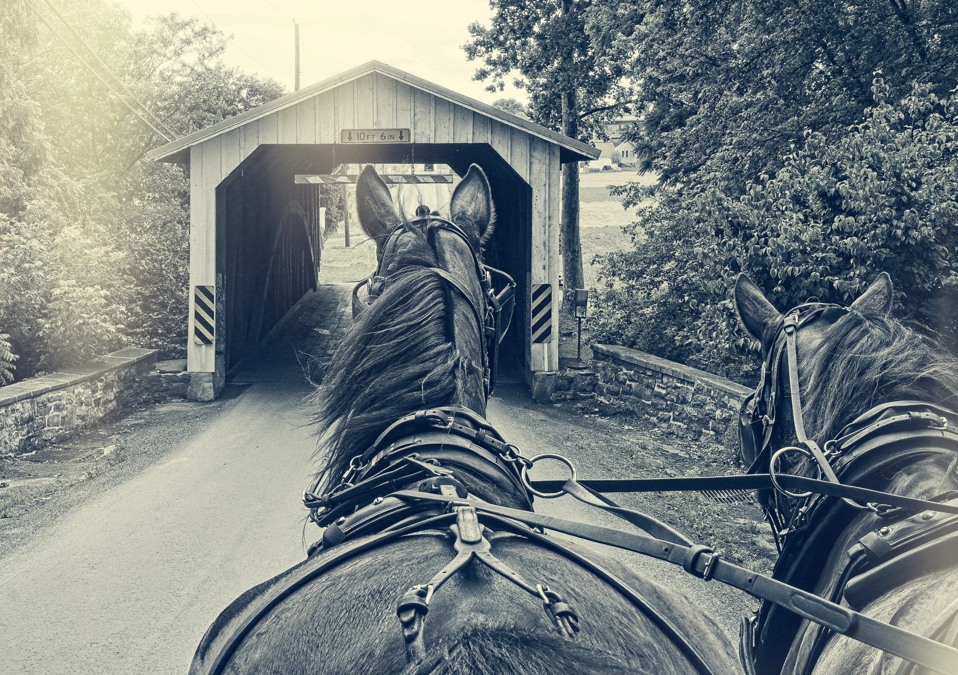 Buggy Ride