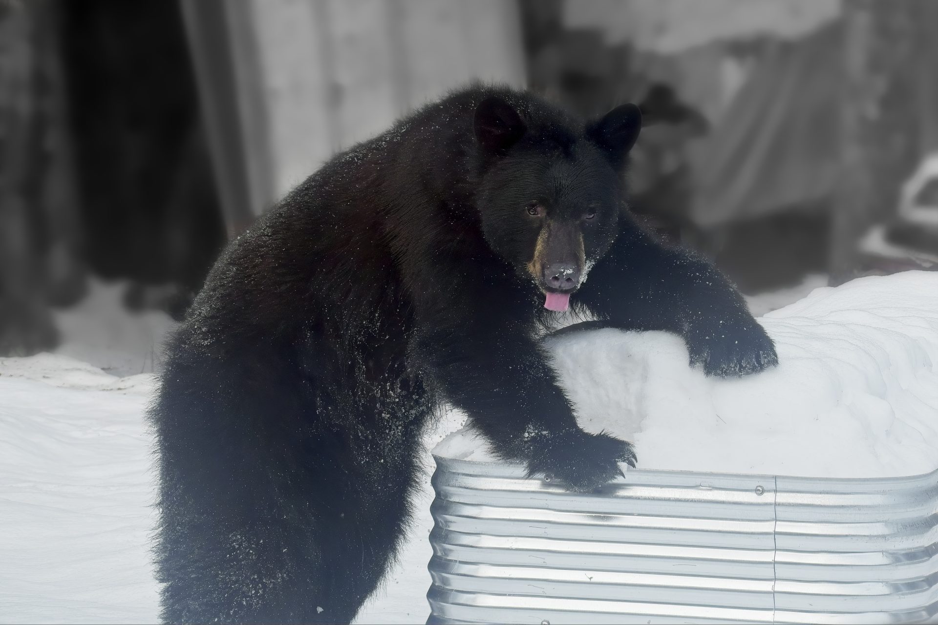 Surprise Visitor