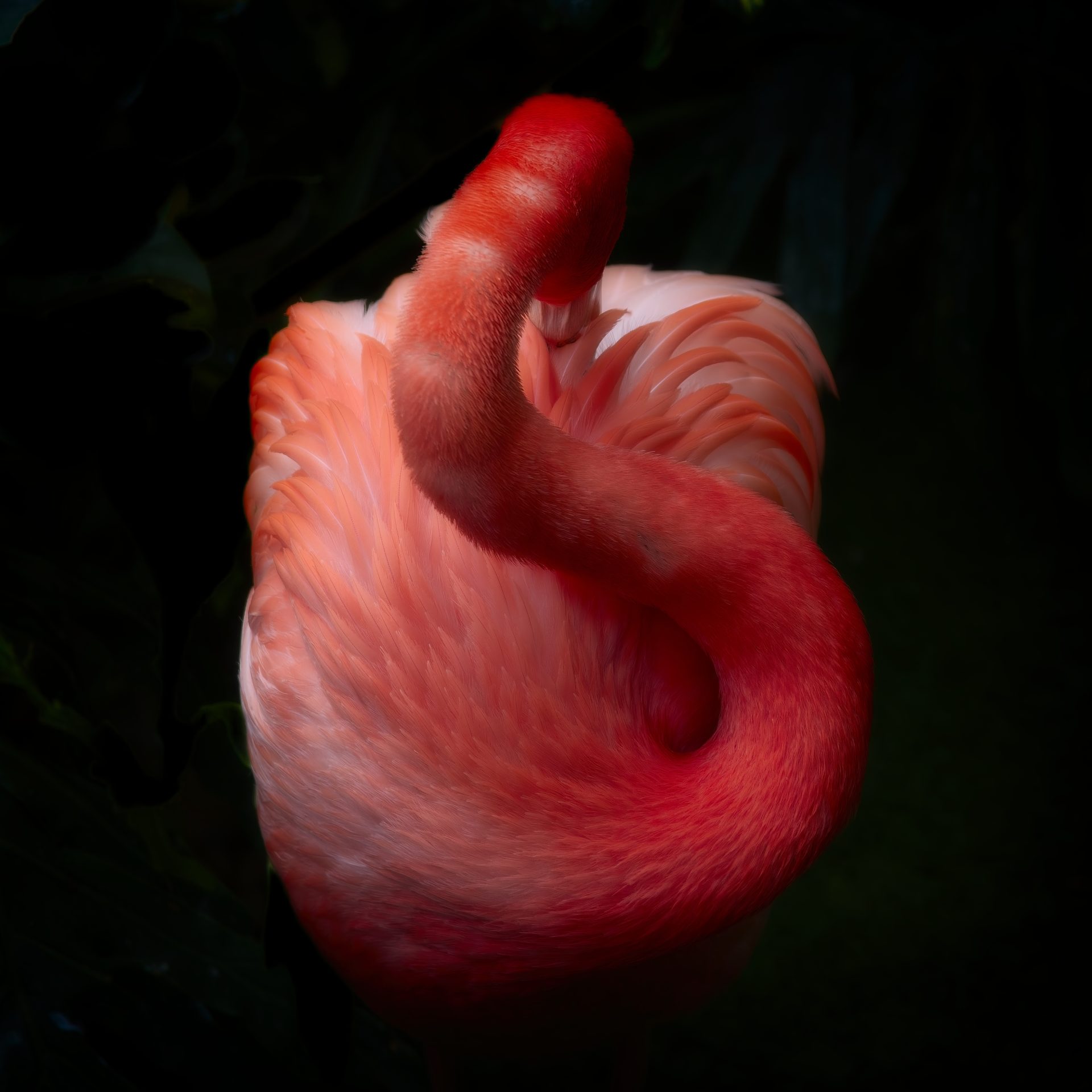 A flamingo working to look its bestWhile talking to a guide