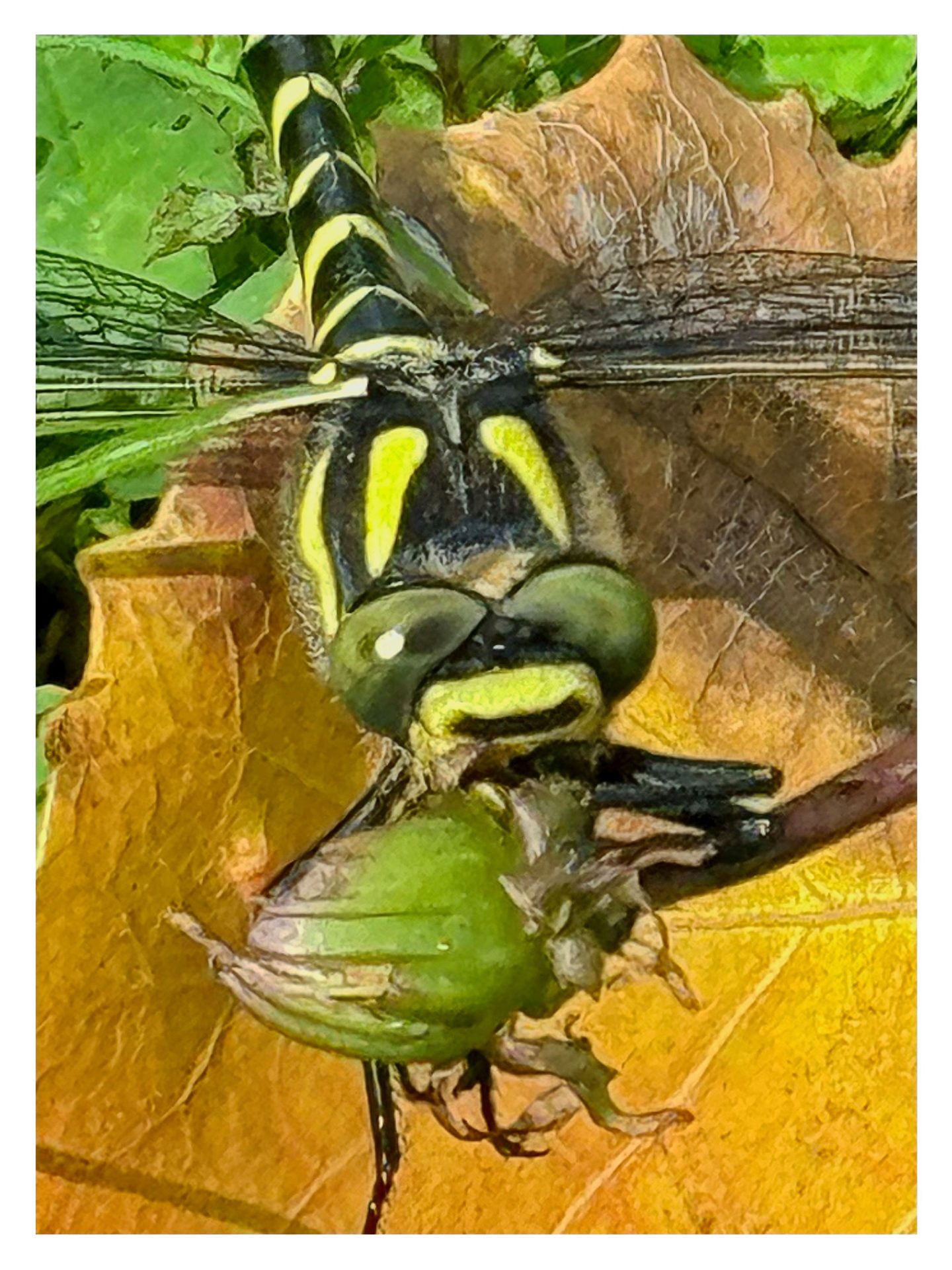 dragonfly