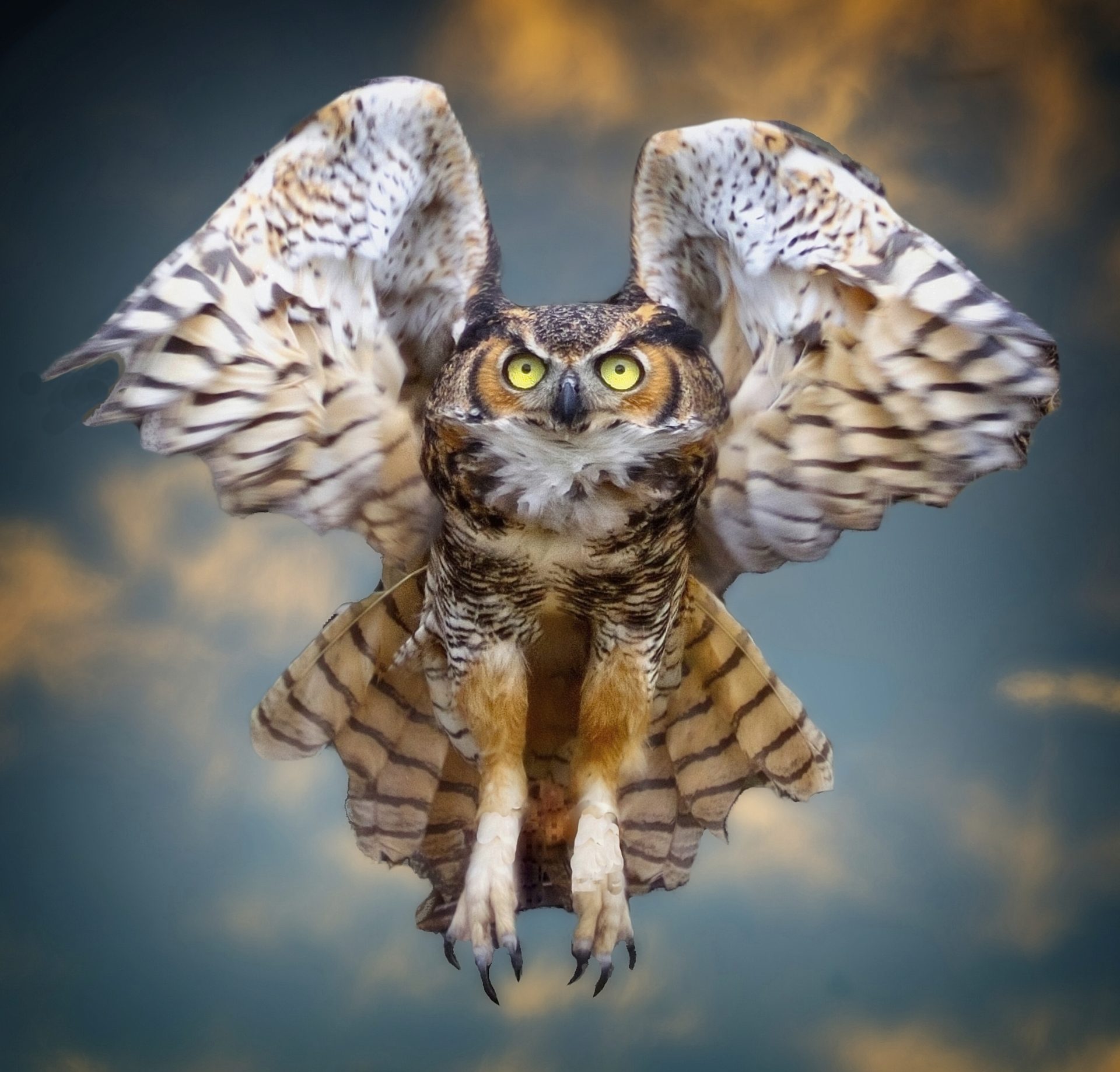 Eurasian Eagle Owl in Flight