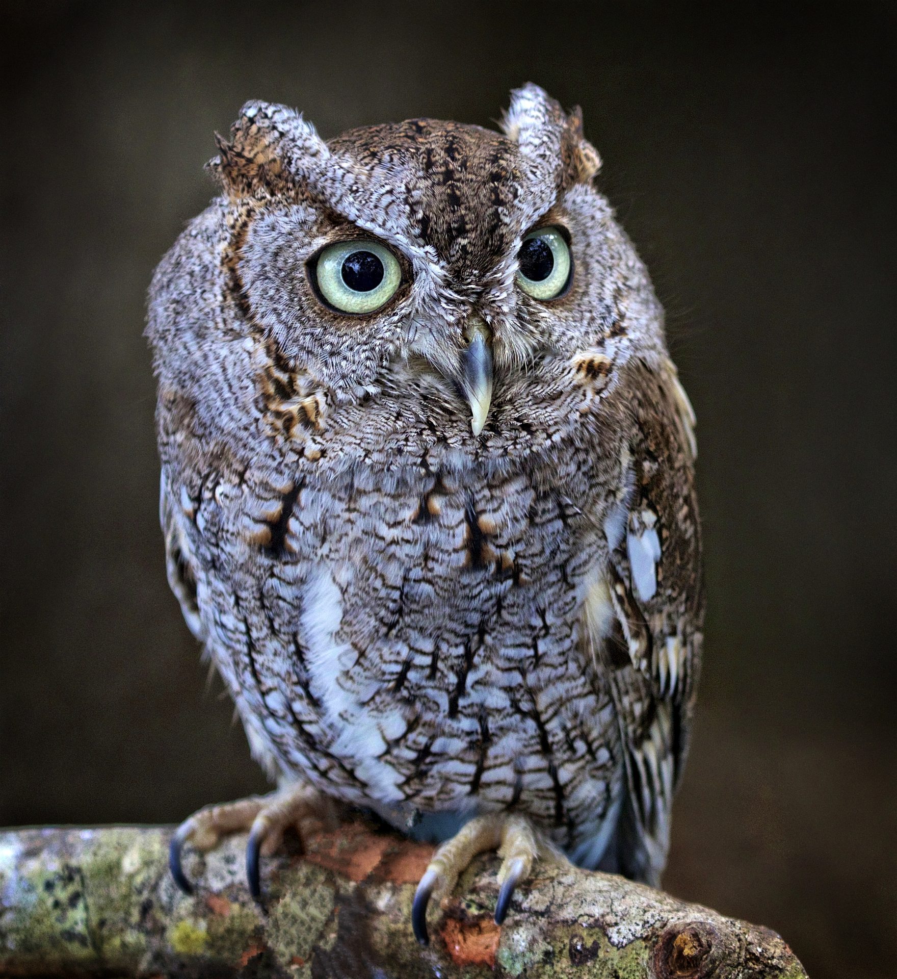 Portrait of a screen owl