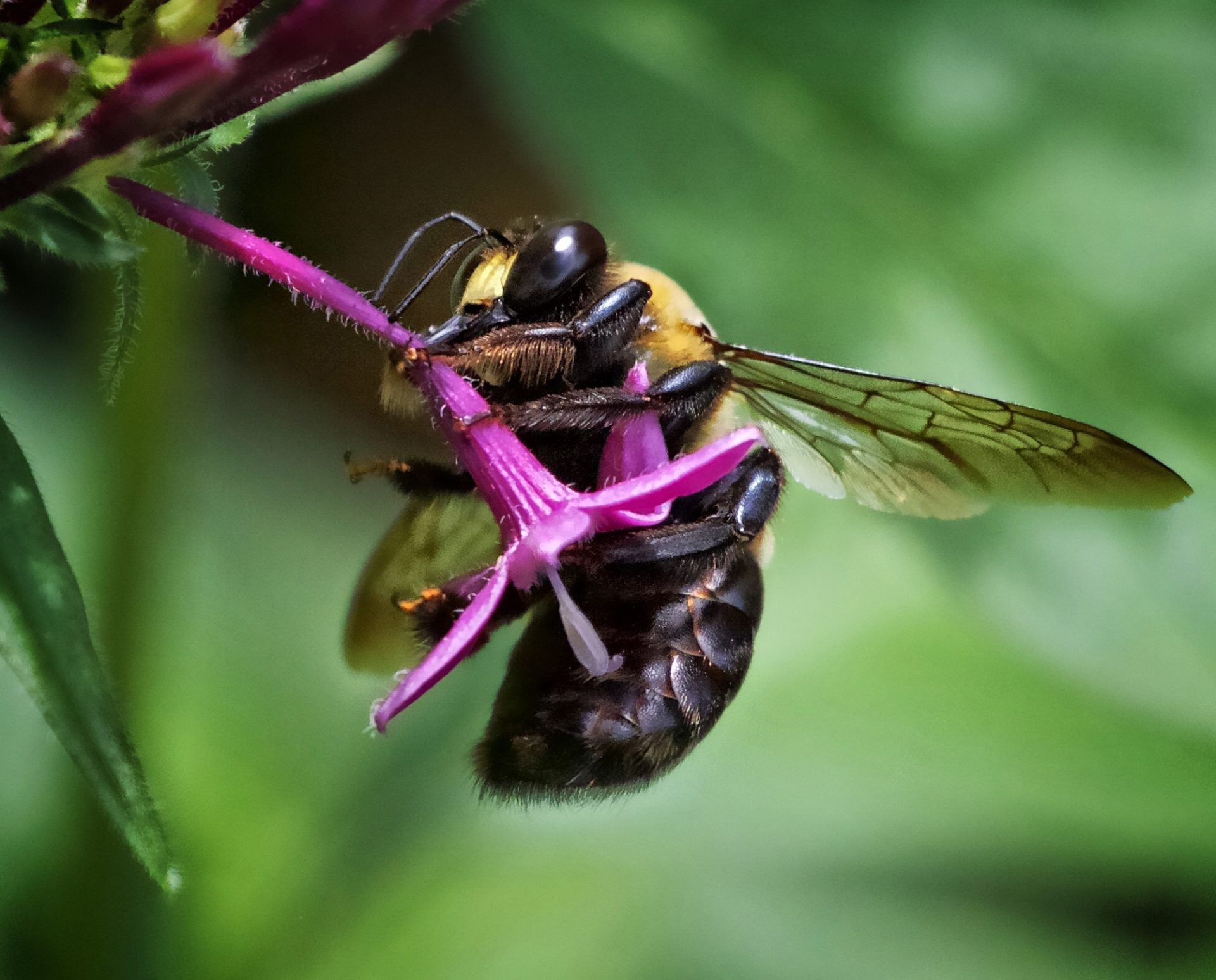 Bee on a penta flower