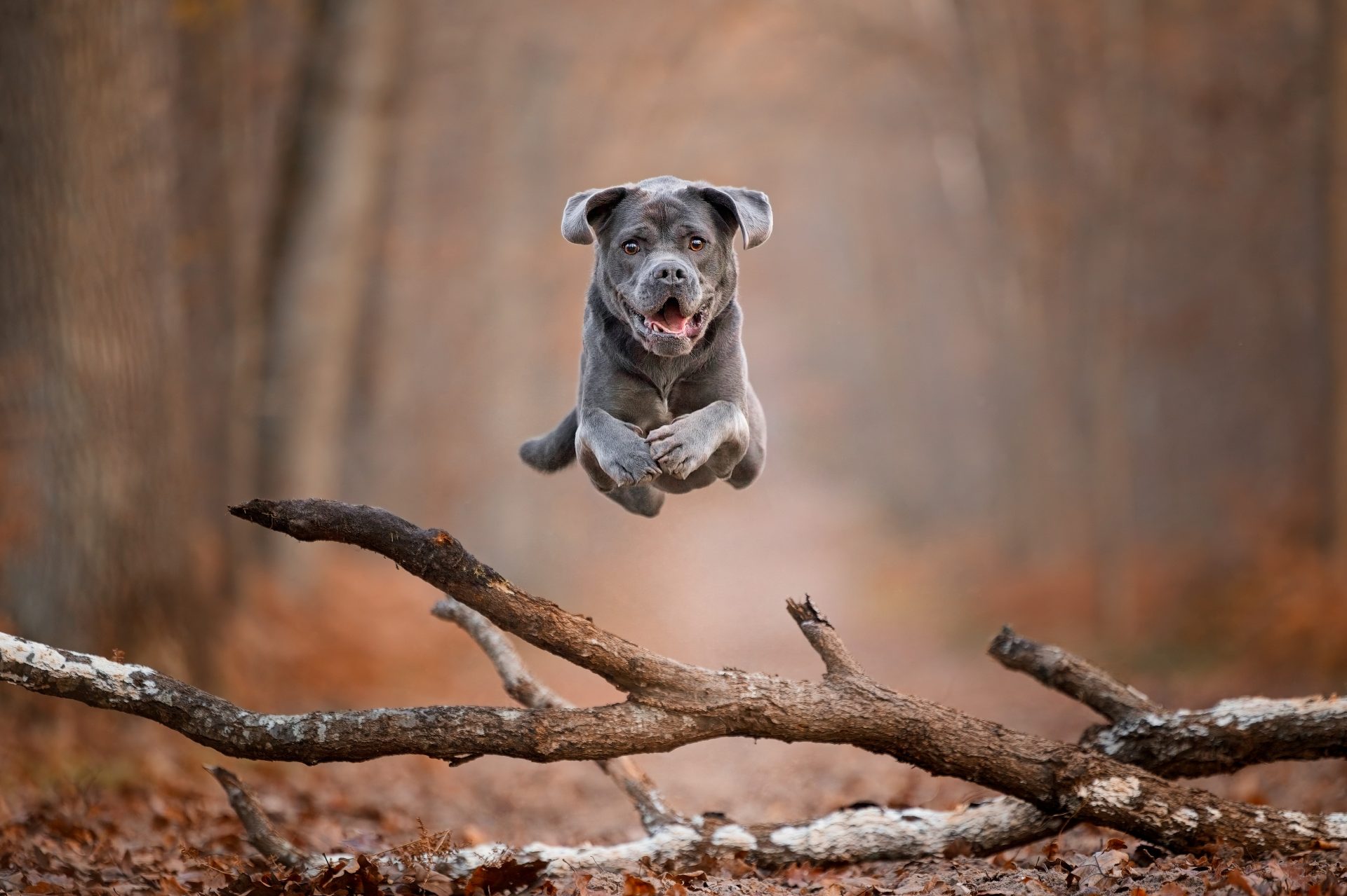 Falling Leaves, Flying Paws