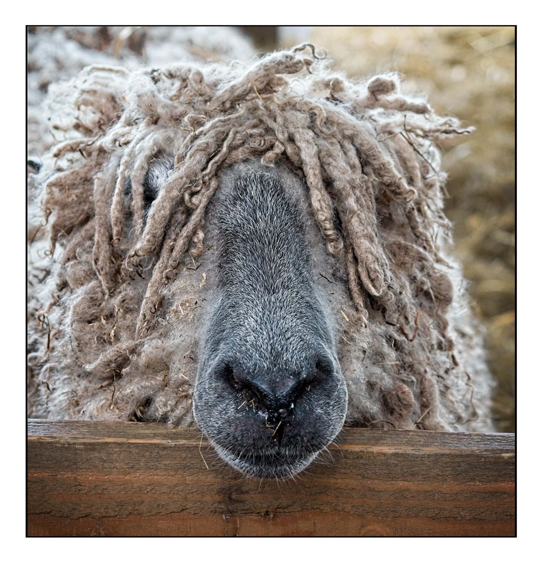 Big nose