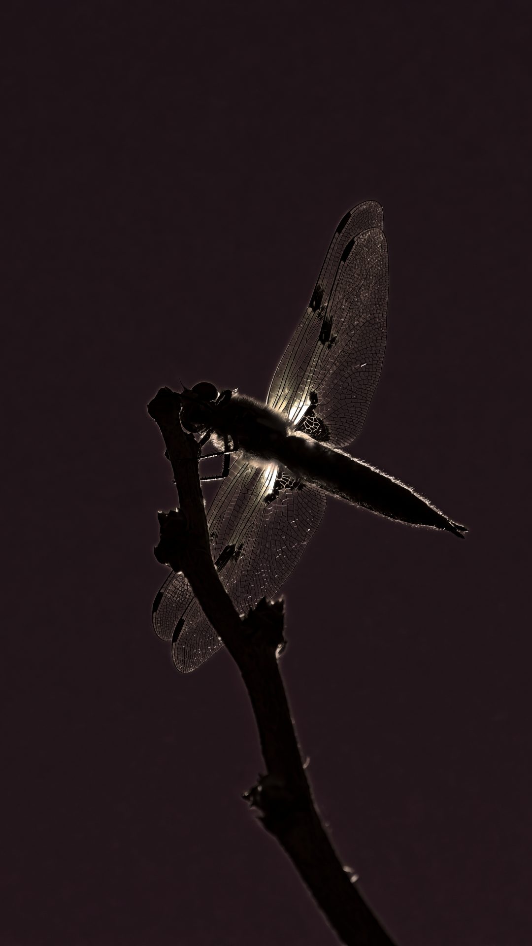 Dragonfly – Four-spotted chaser