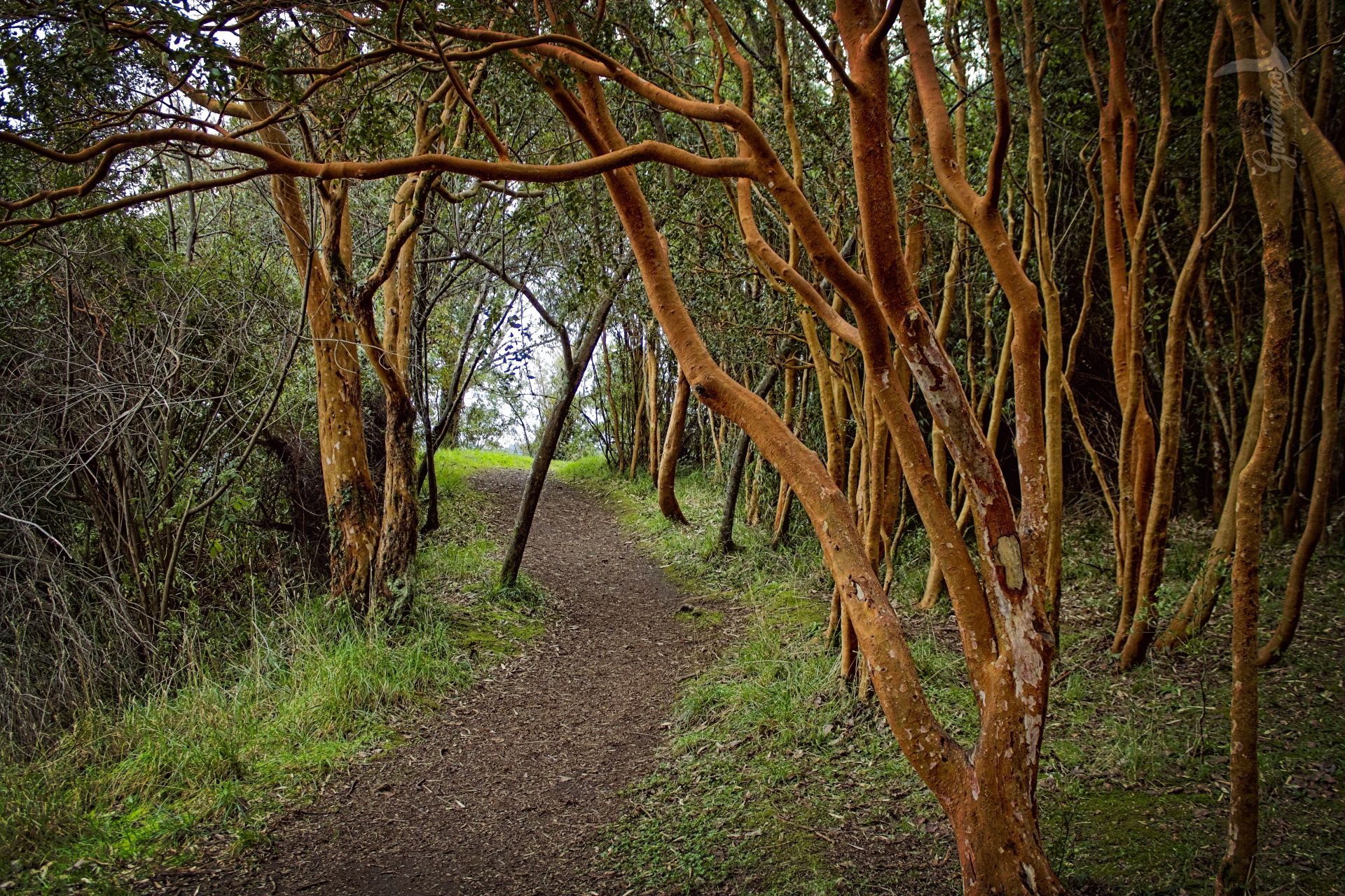 Sendero de Arrayanes.