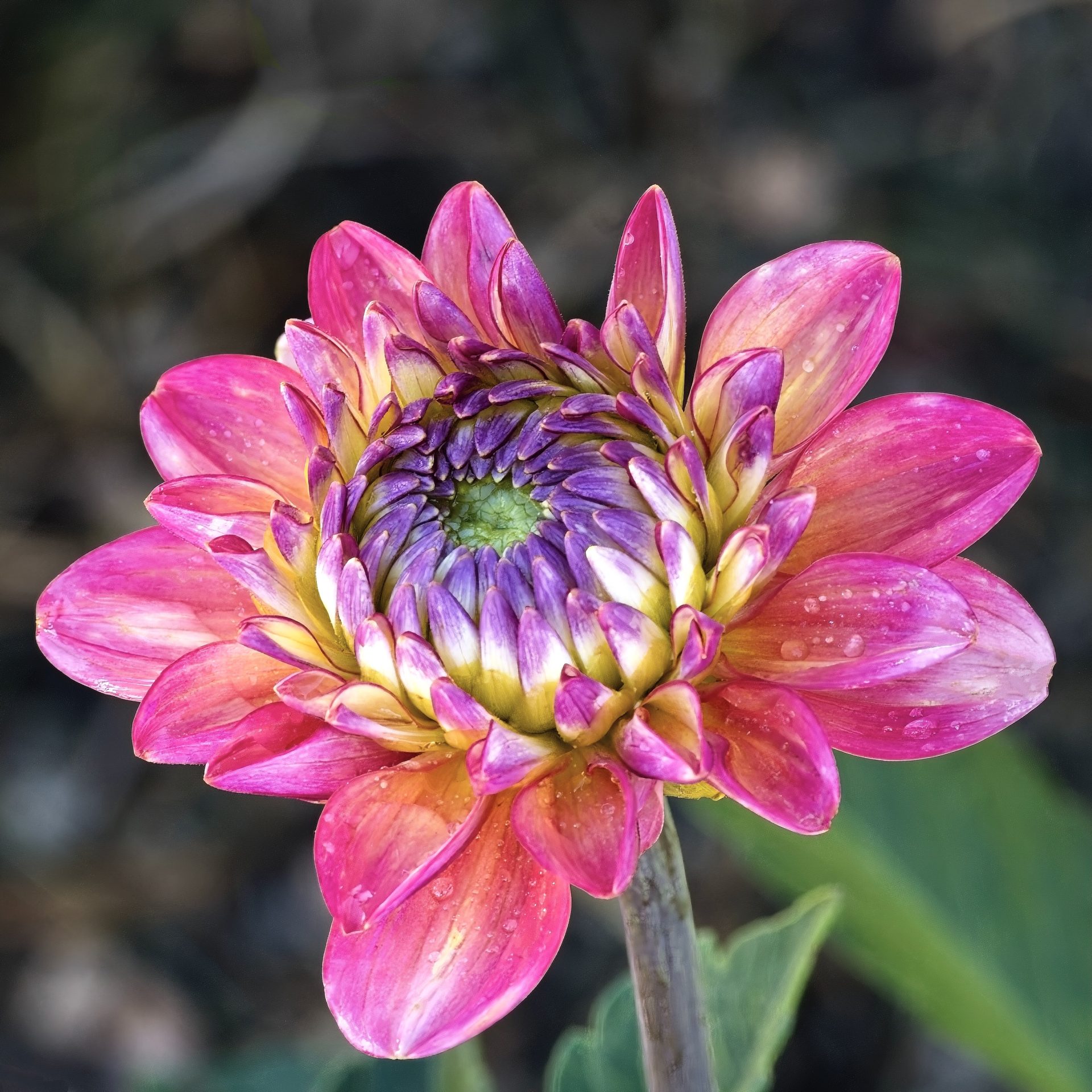 Dahlia Bud