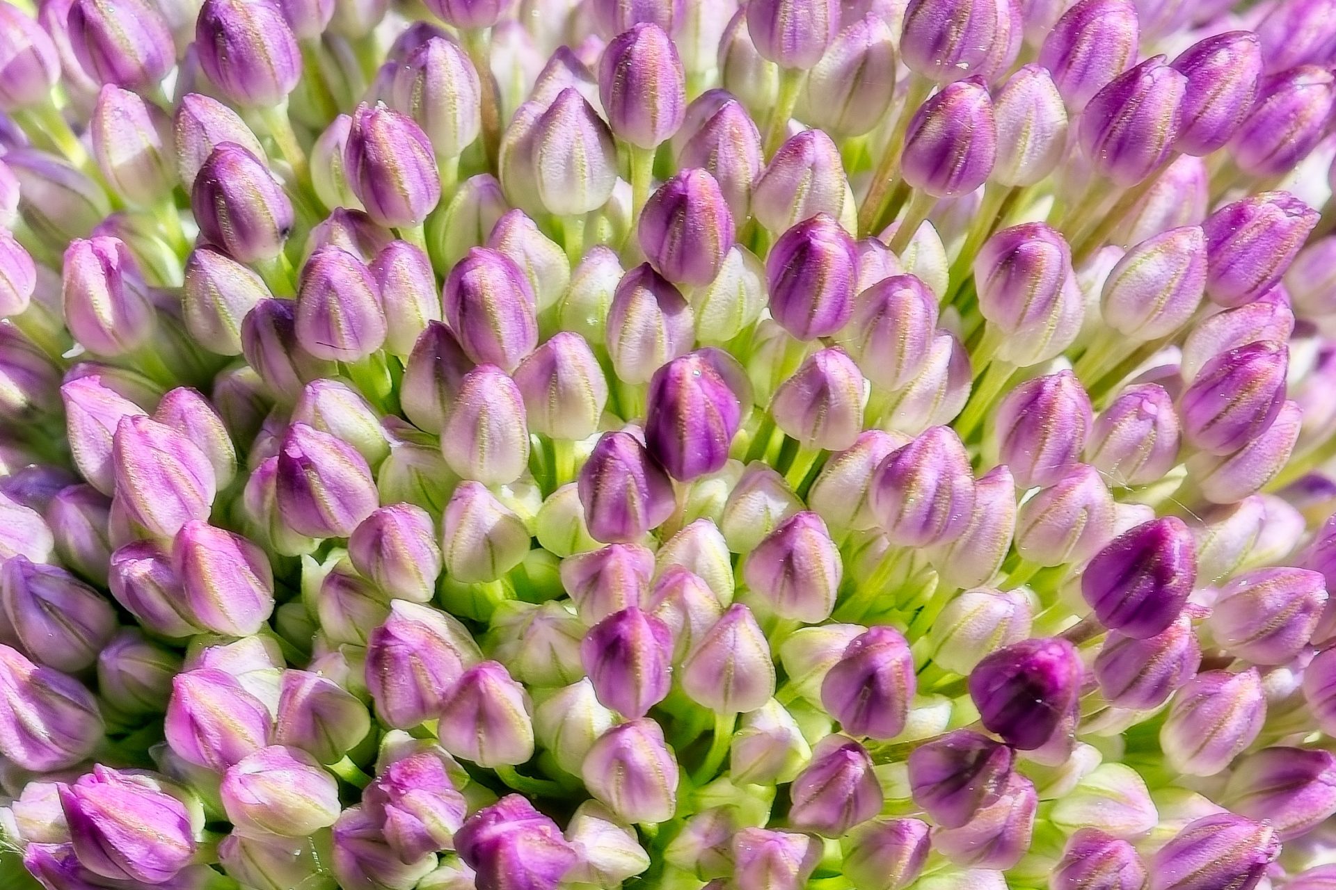 Not Tulips
