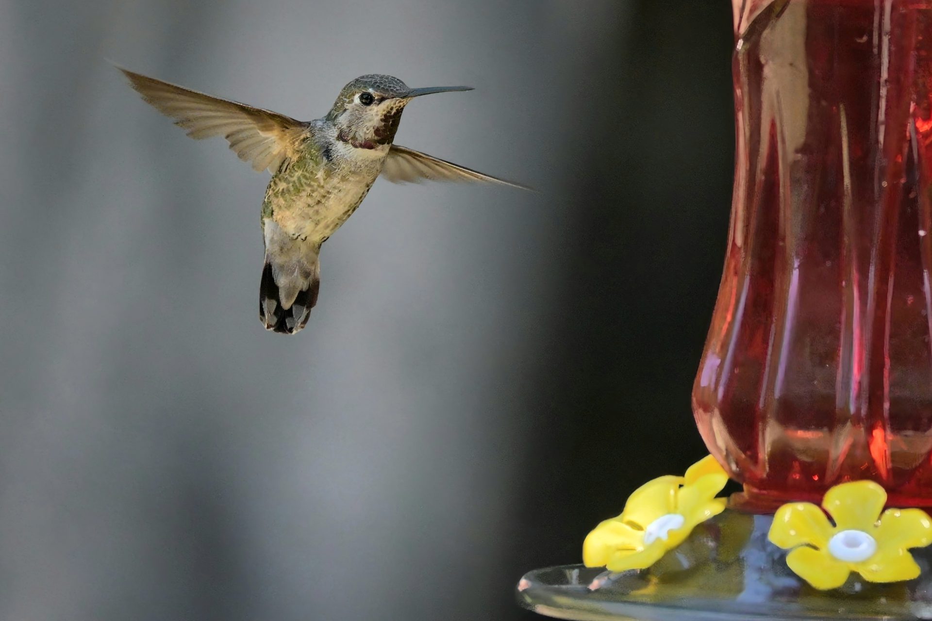 Backyard Hummingbird