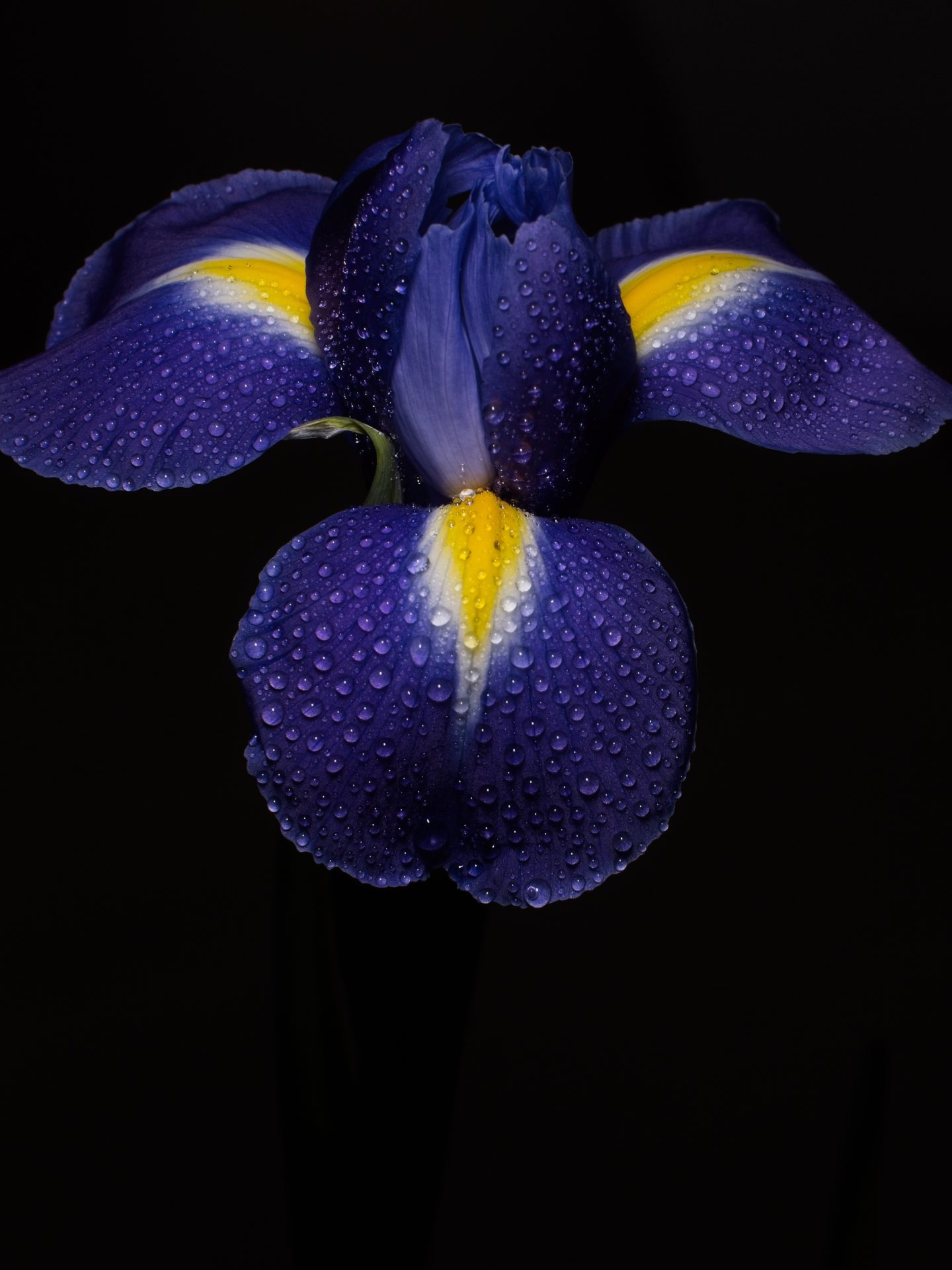 velvet rain