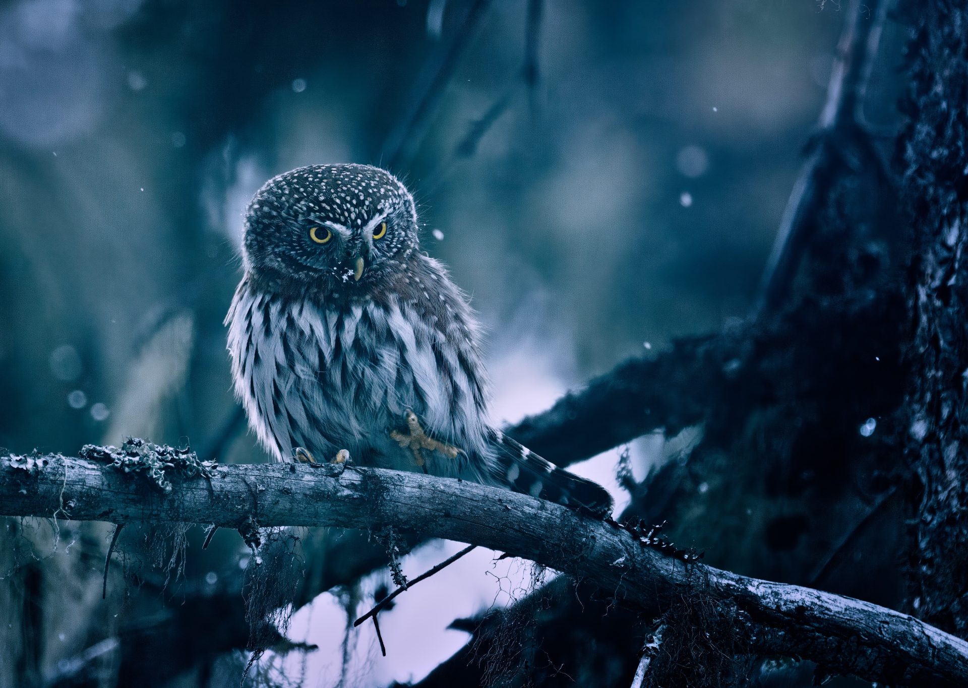 Secretive Hunter of the Boreal Forest