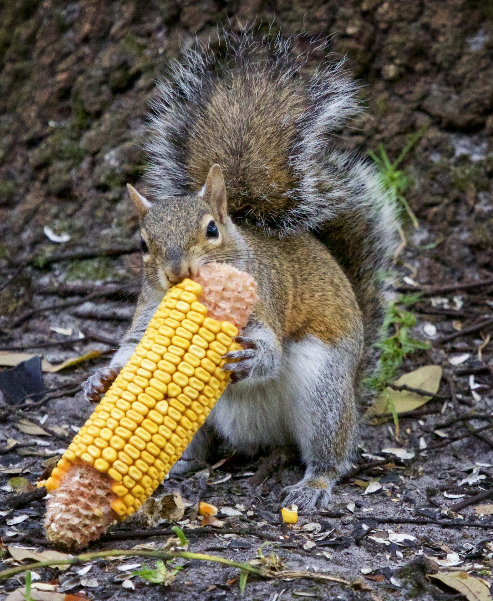 Chow time