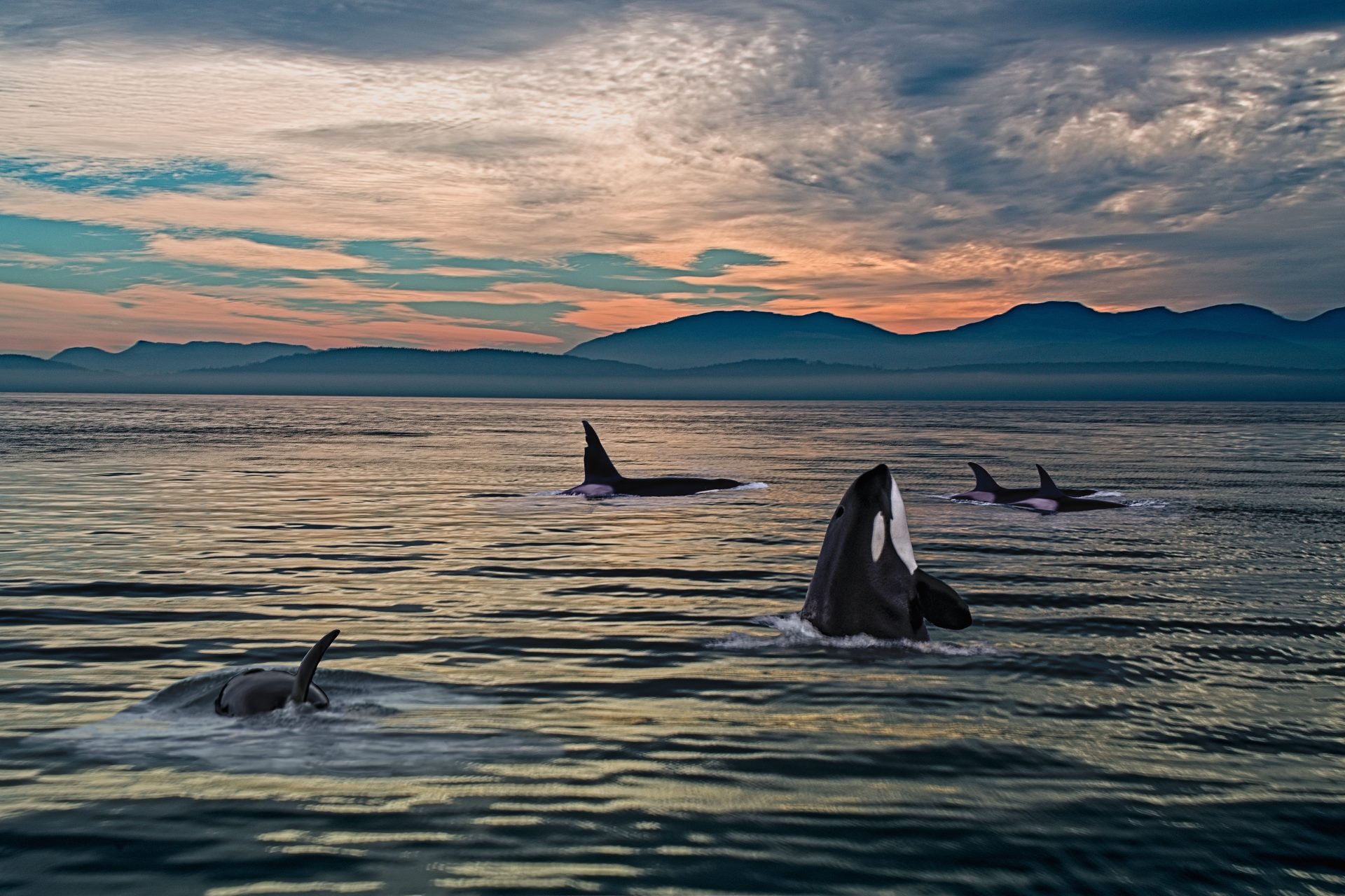 Orca Pod Hunting at Twilight