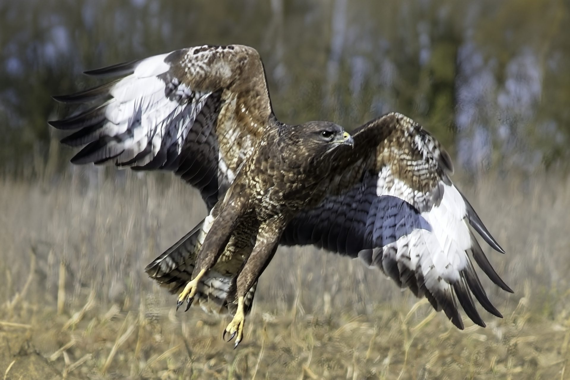 Common Buzzard