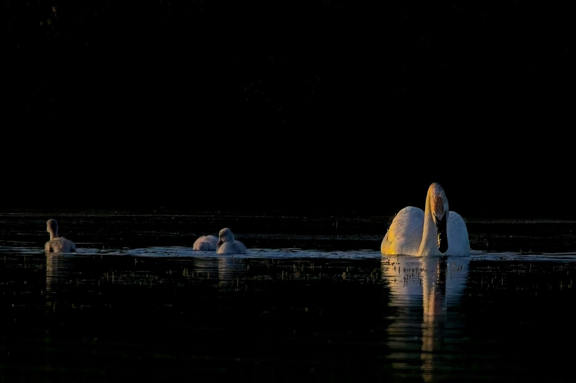 Swan at Dawm