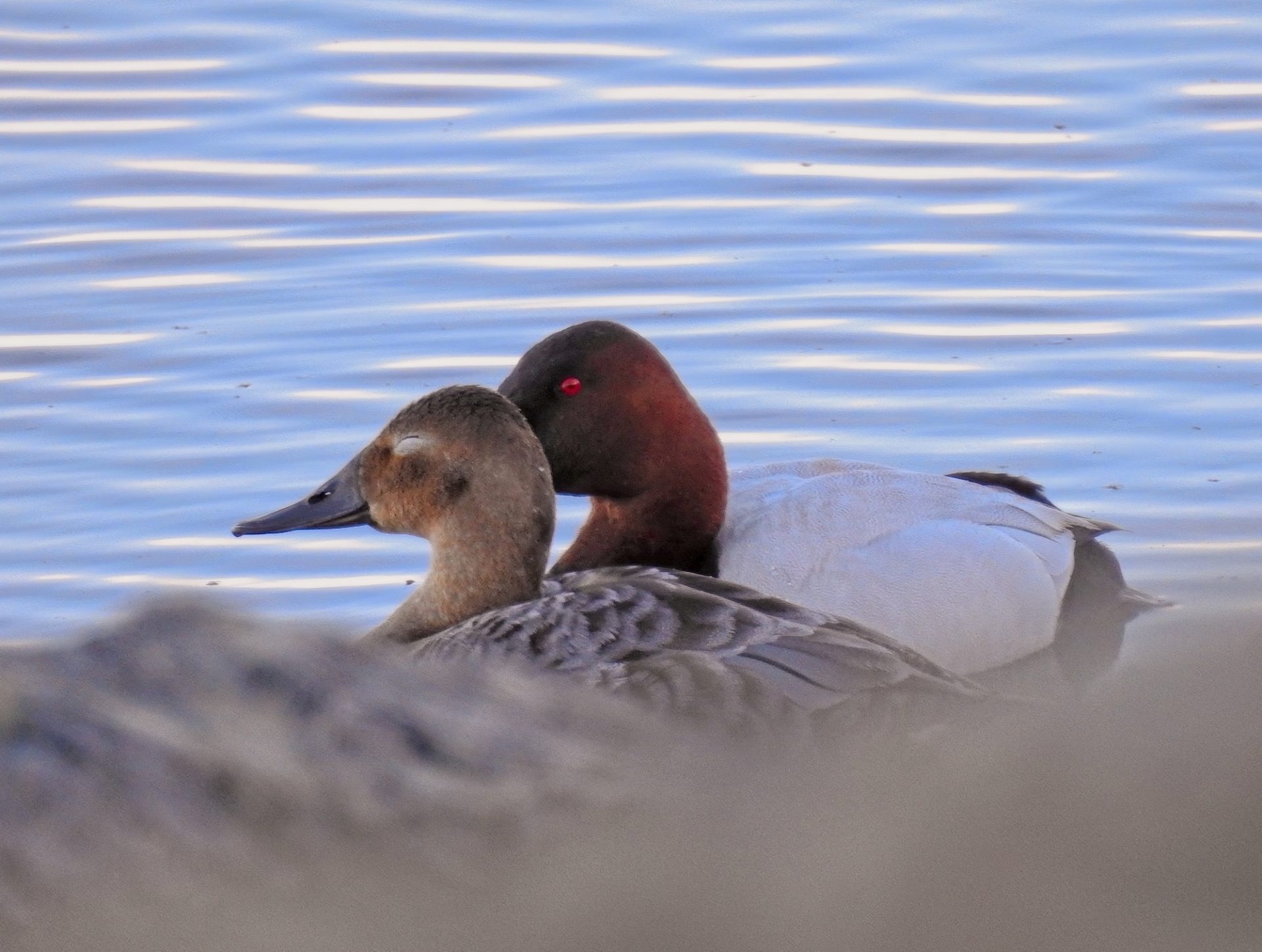 Whispering Drake, Smiling Hen