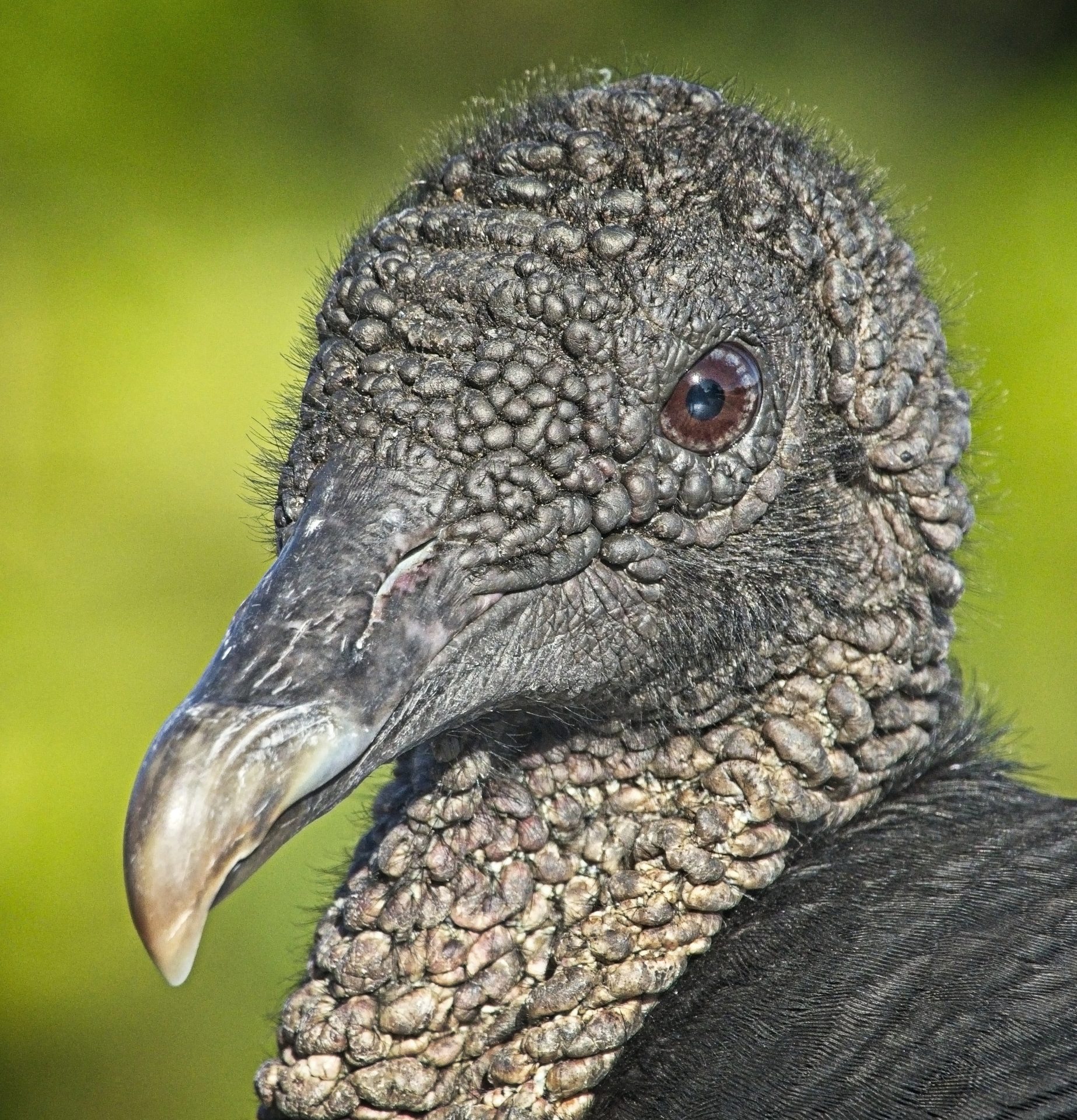Portrait of a vulture