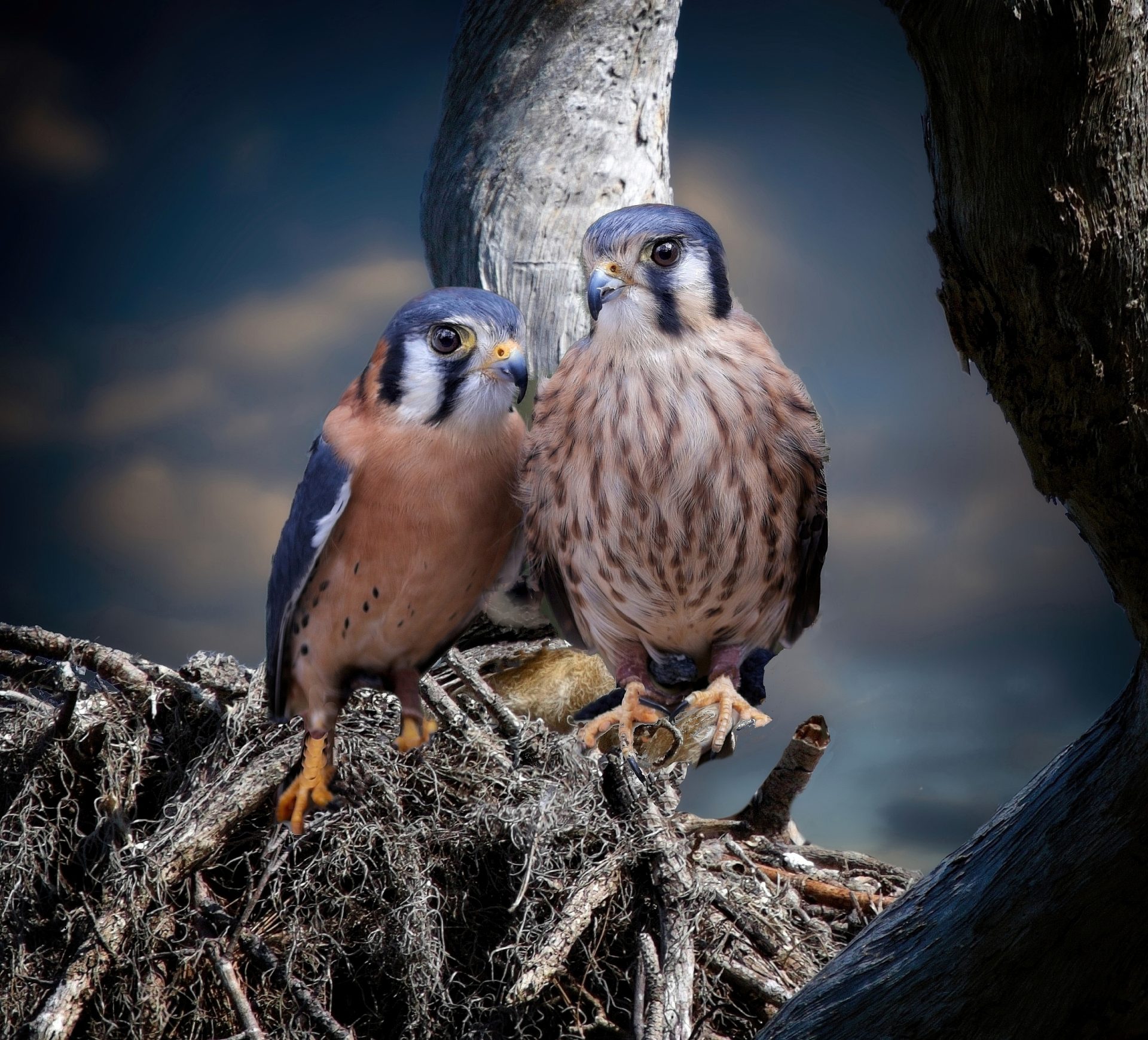 American Kestrel Nest