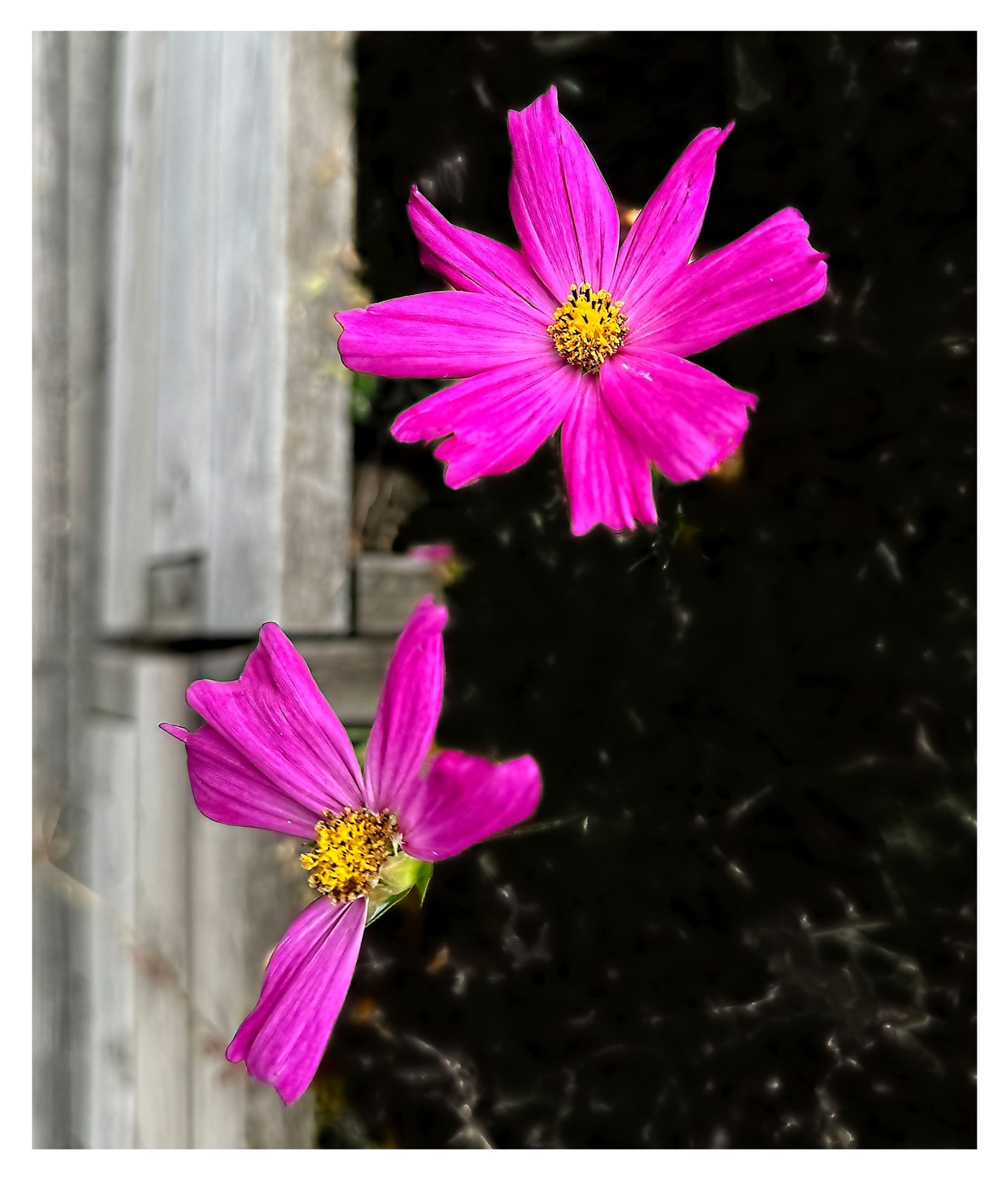 cosmos bipinnatus