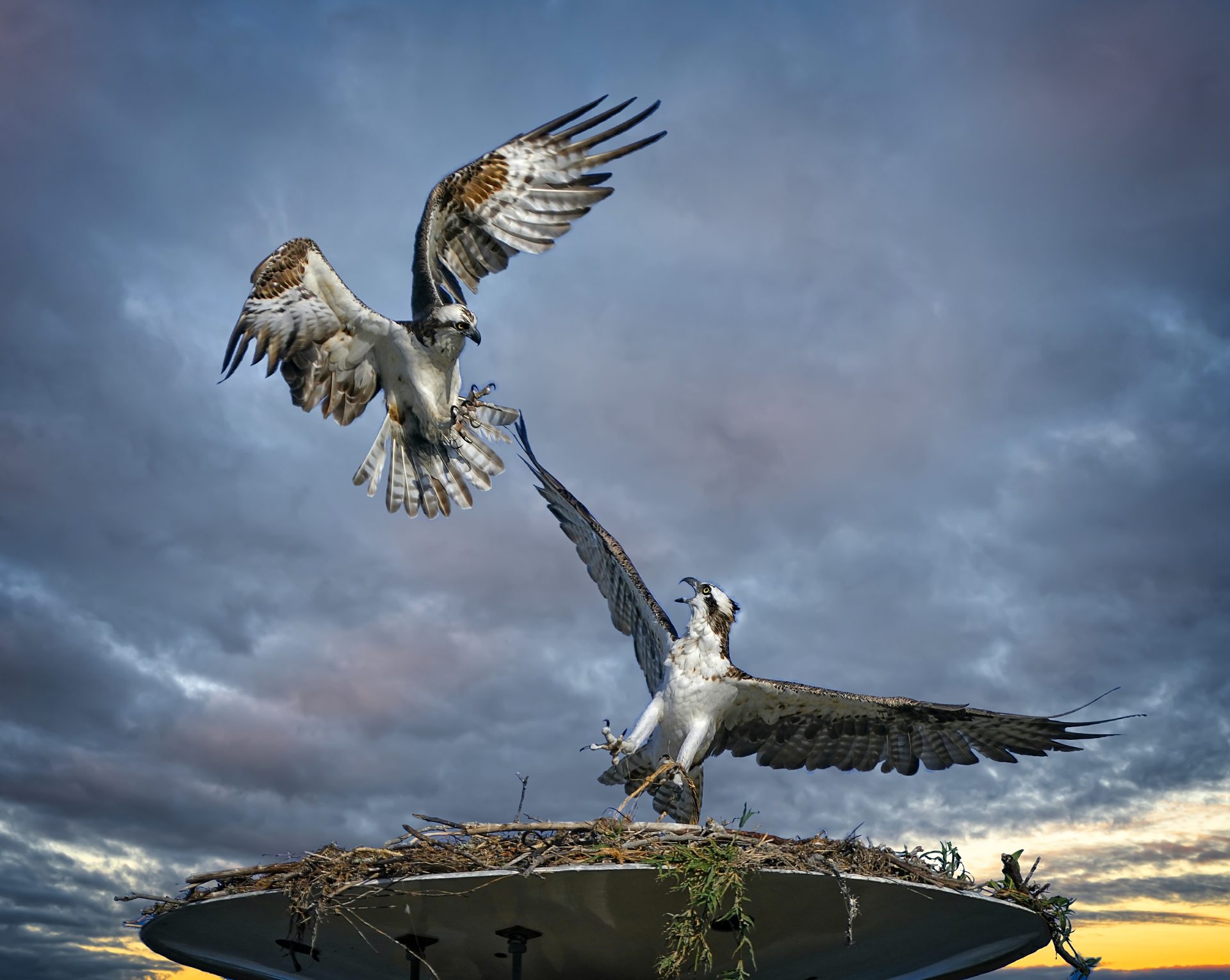 Turmoil at the nest