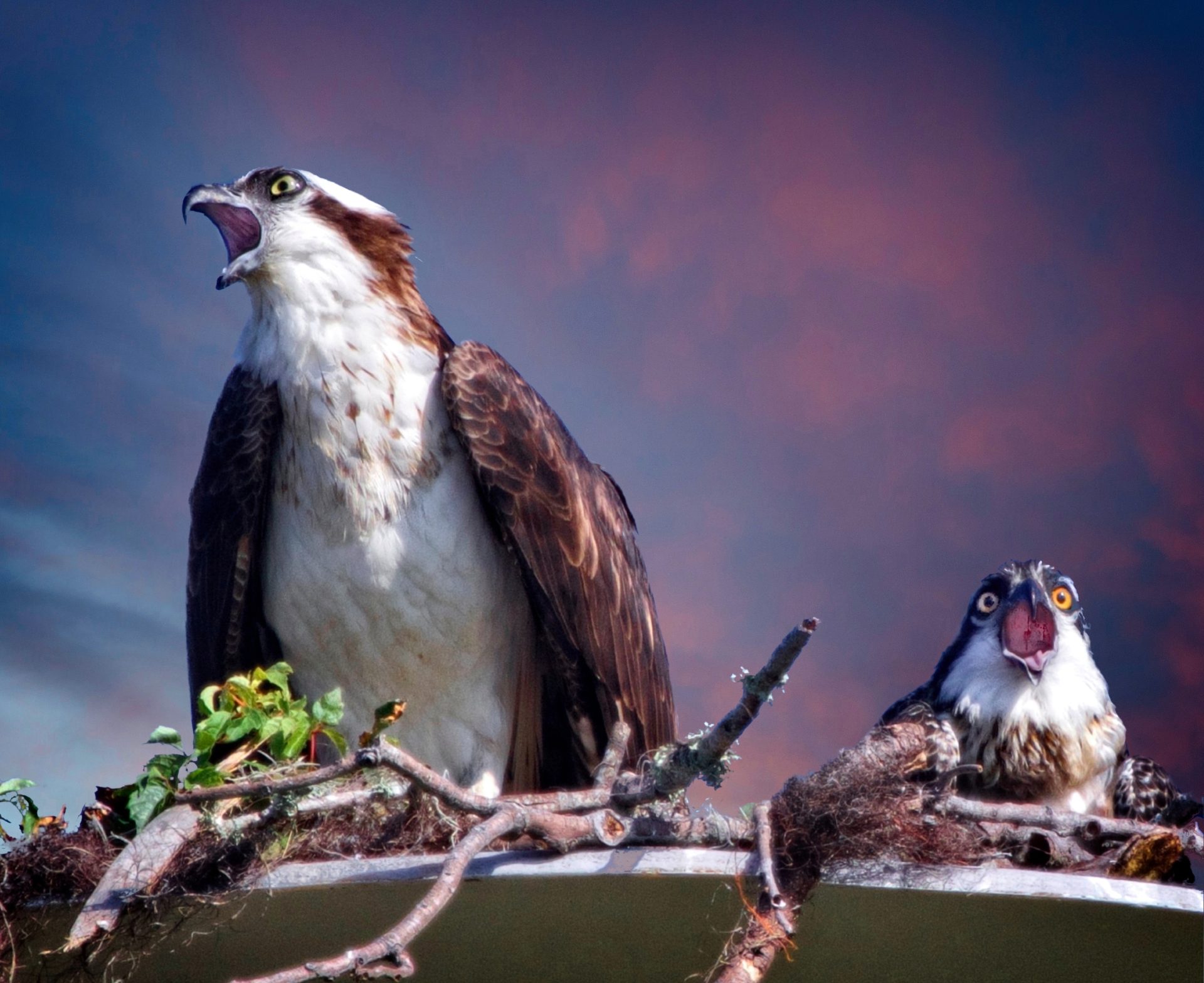 Mimicking its parent