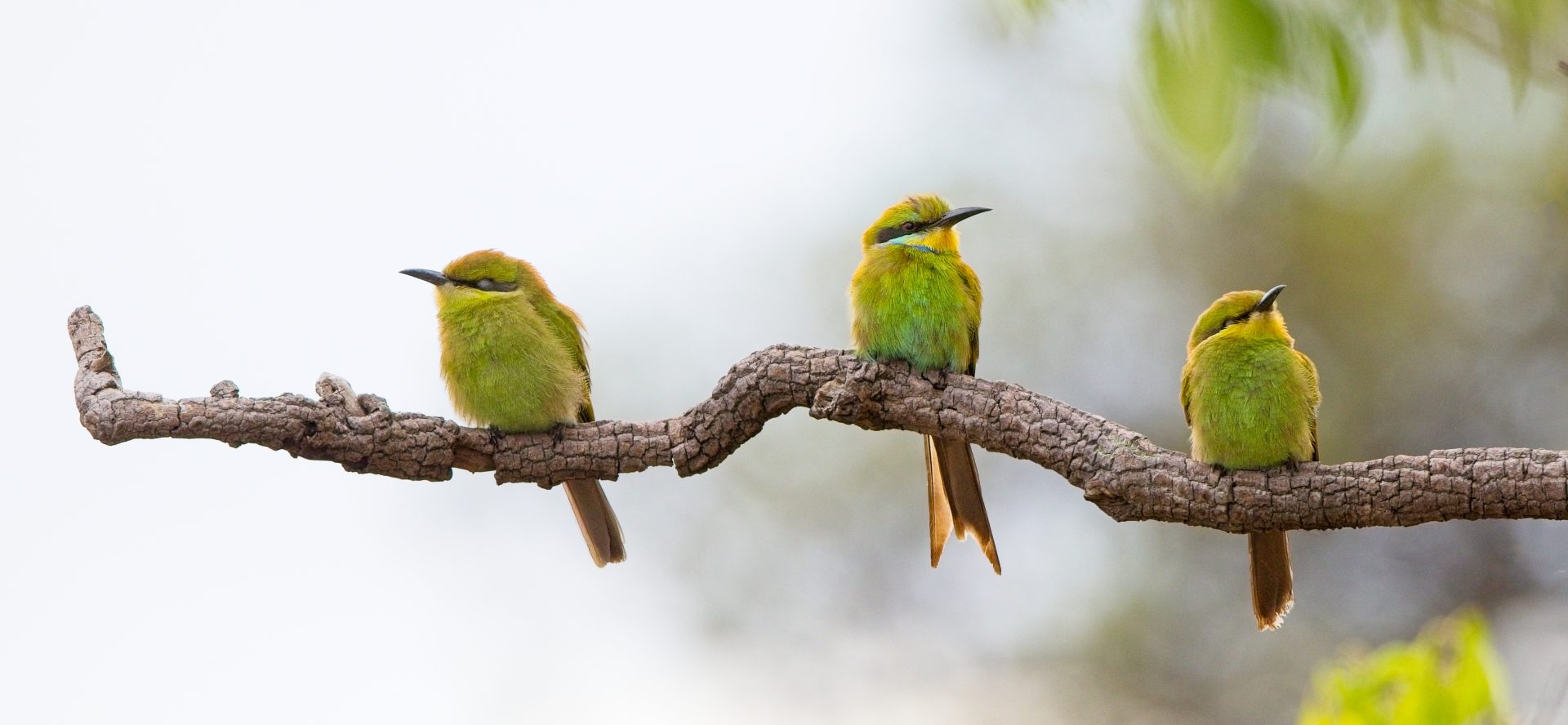 Bee eater family