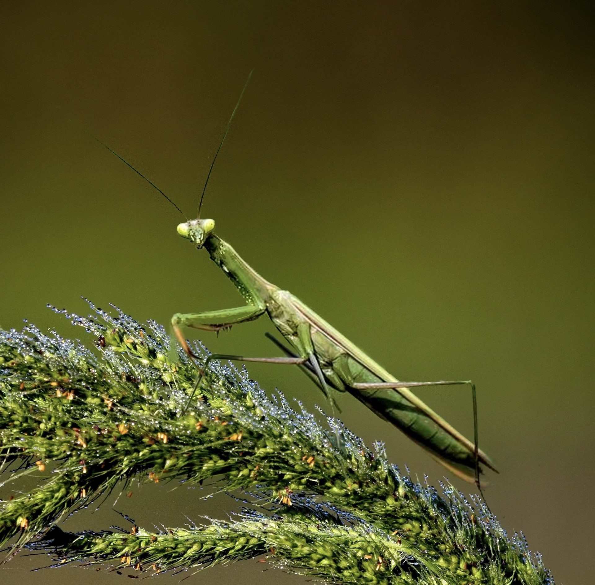 Preying mantis on a fern