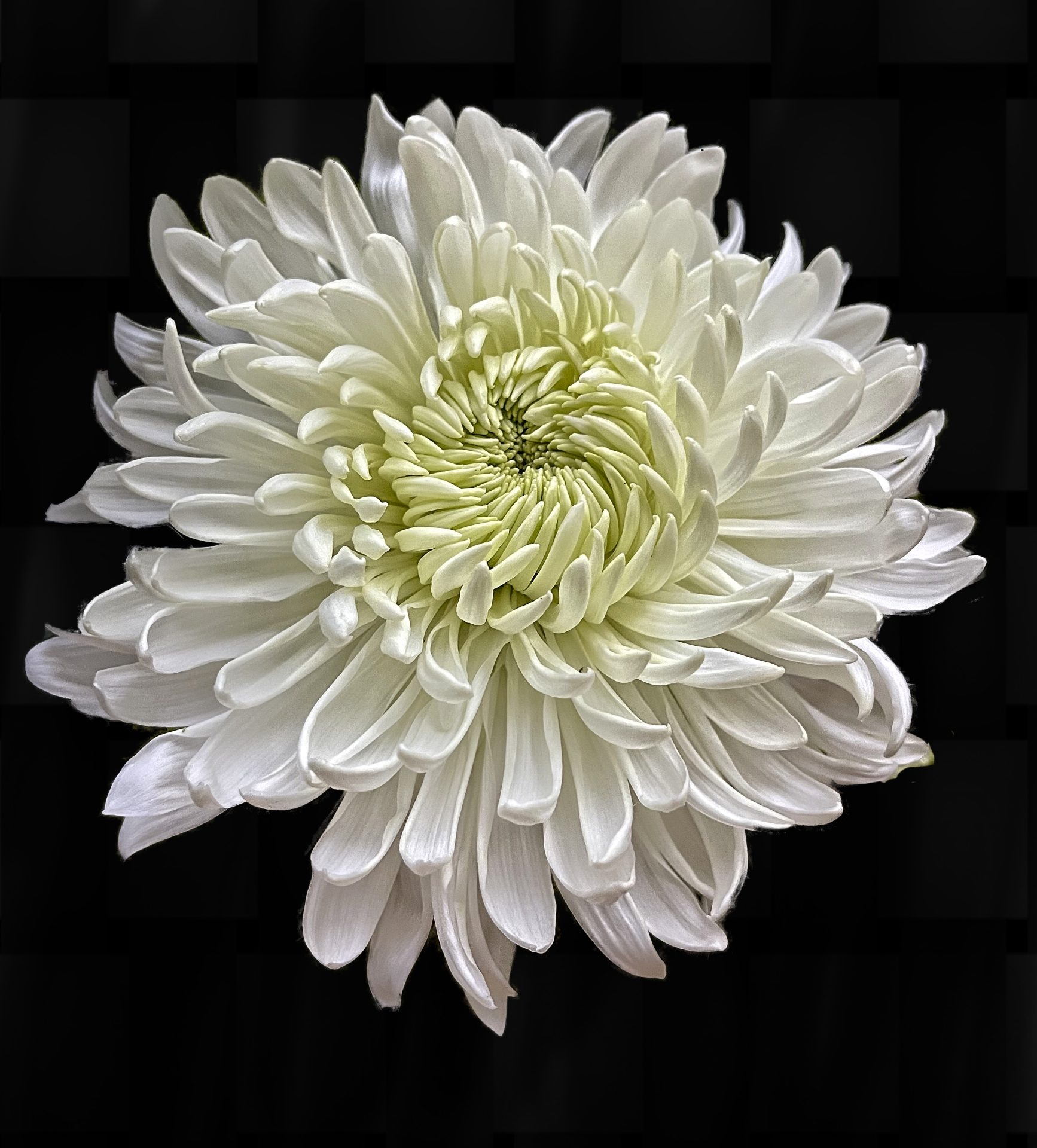 Macro shot of a white flower