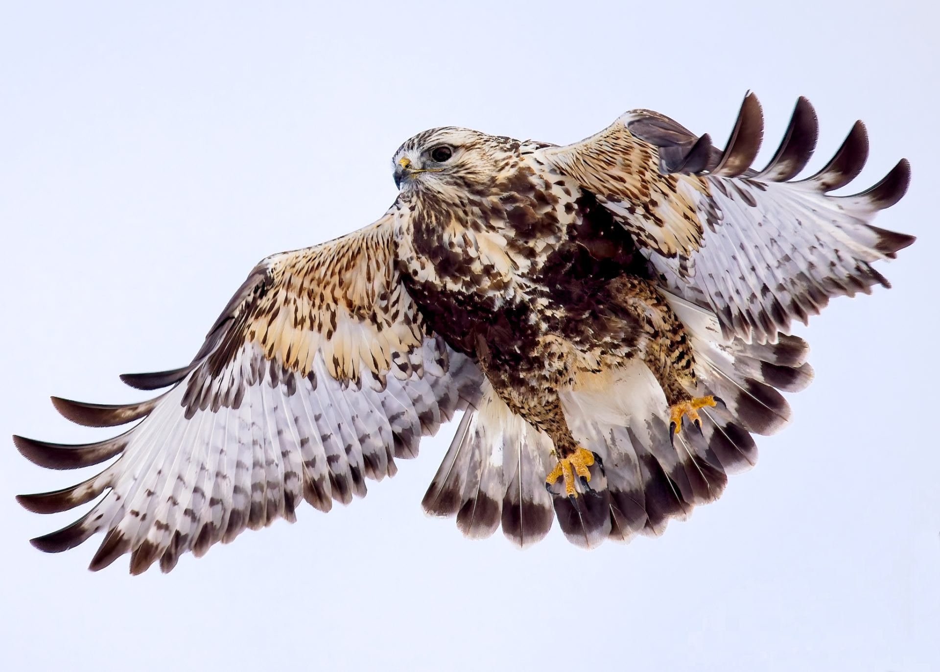 Rough-legged Hawk